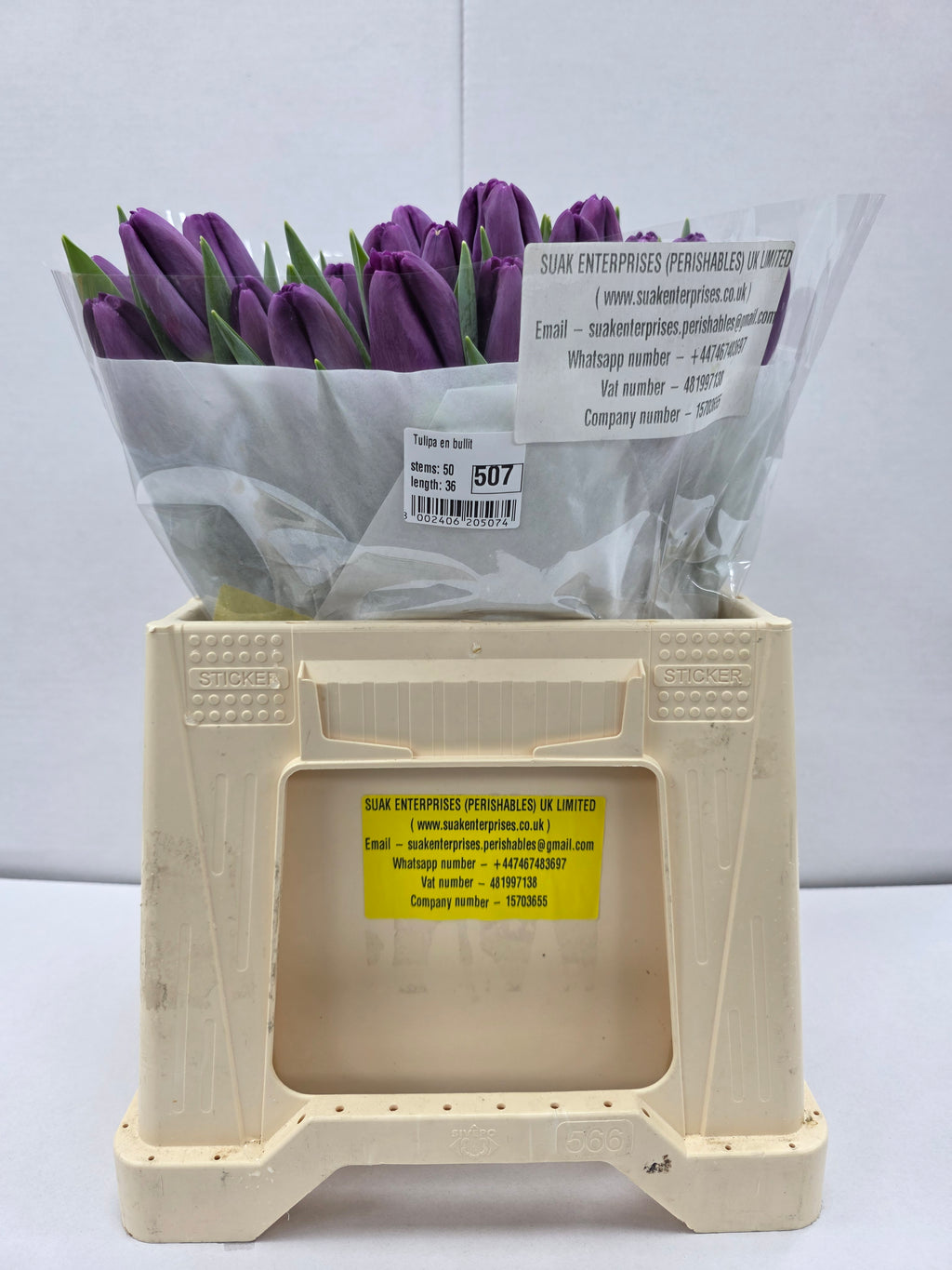Farm Fresh Tulipa En Built ( Bunch of 50stems, Length 36cm)