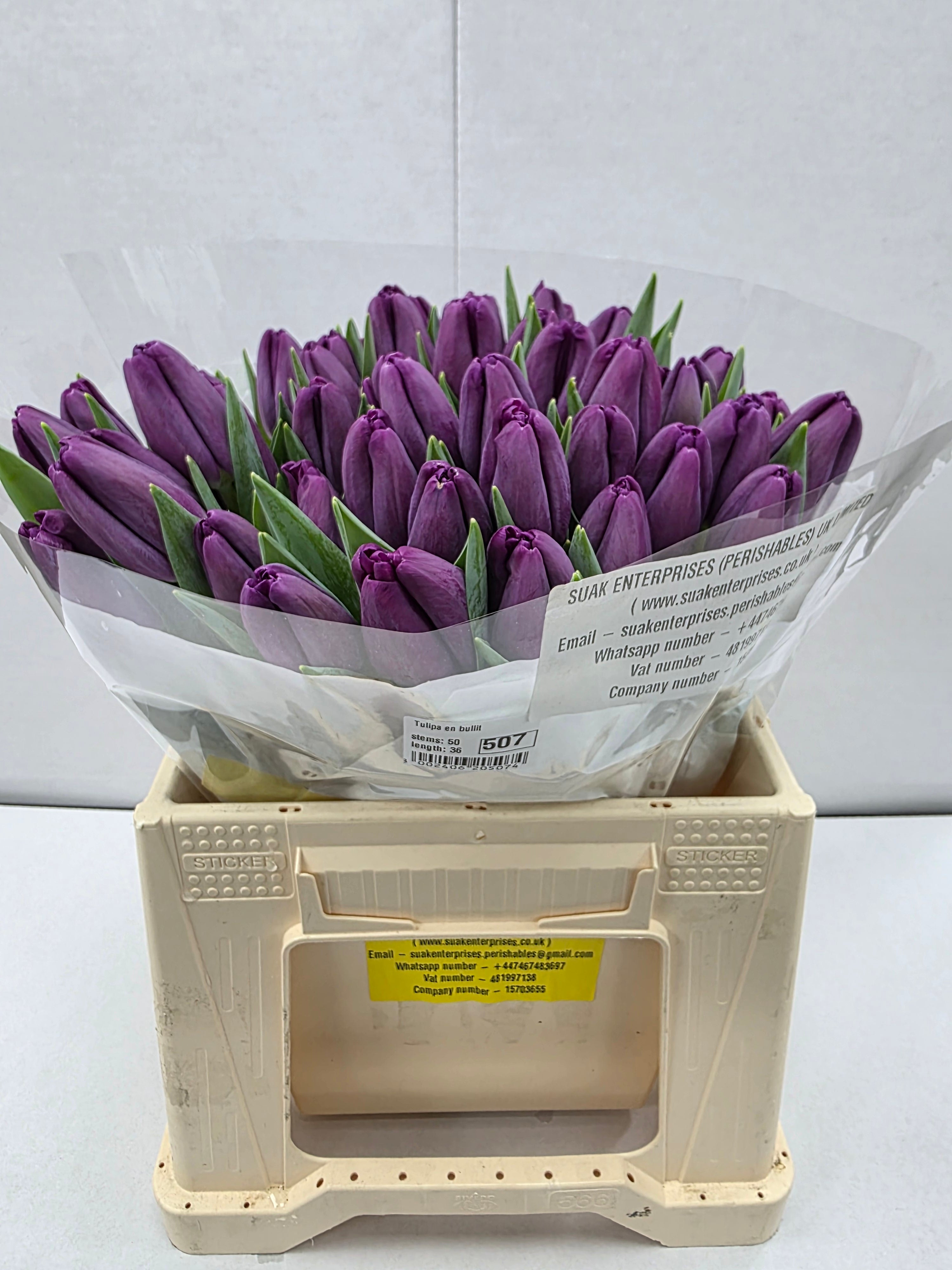 Farm Fresh Tulipa En Built ( Bunch of 50stems, Length 36cm)