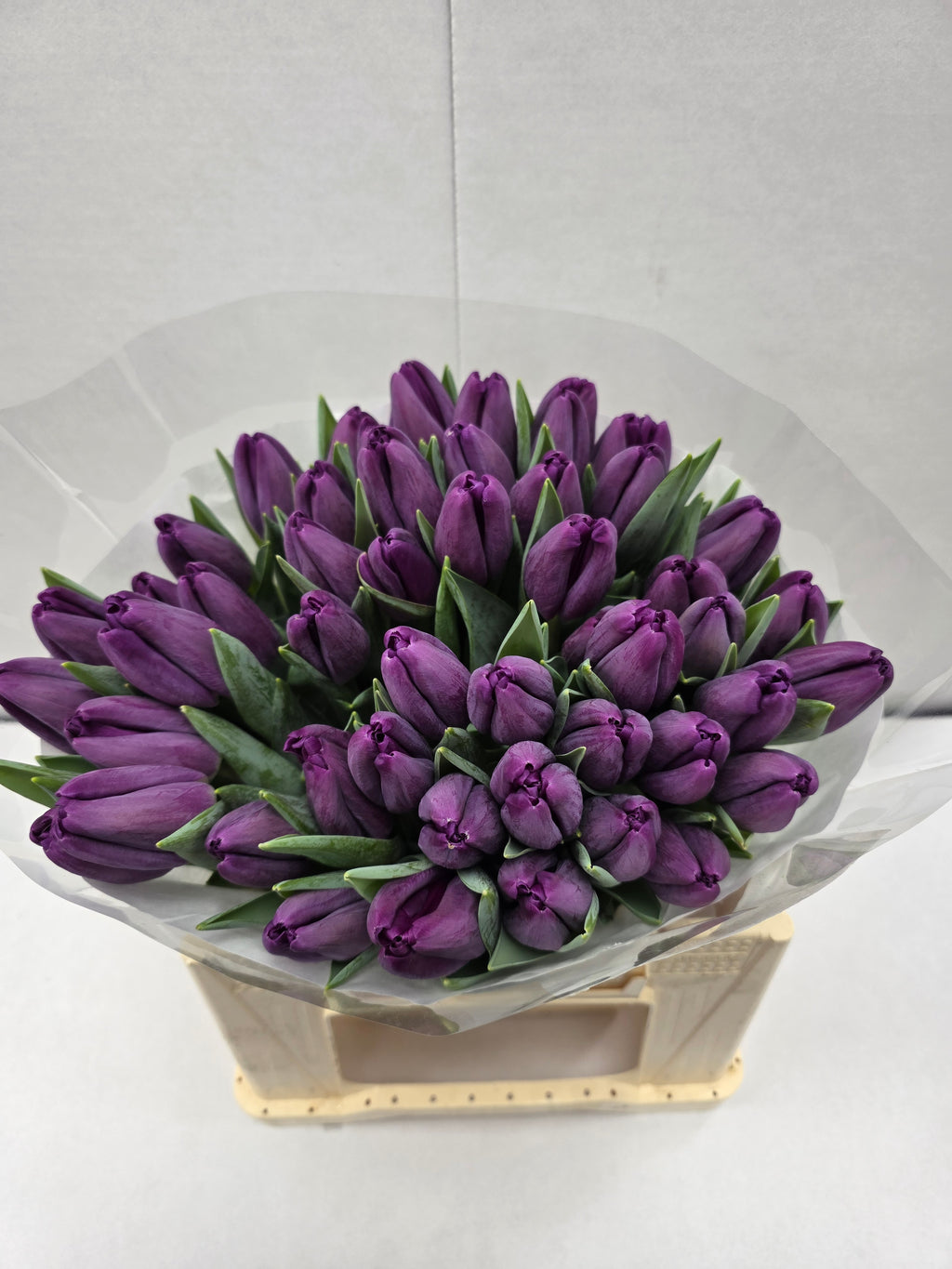 Farm Fresh Tulipa En Built ( Bunch of 50stems, Length 36cm)