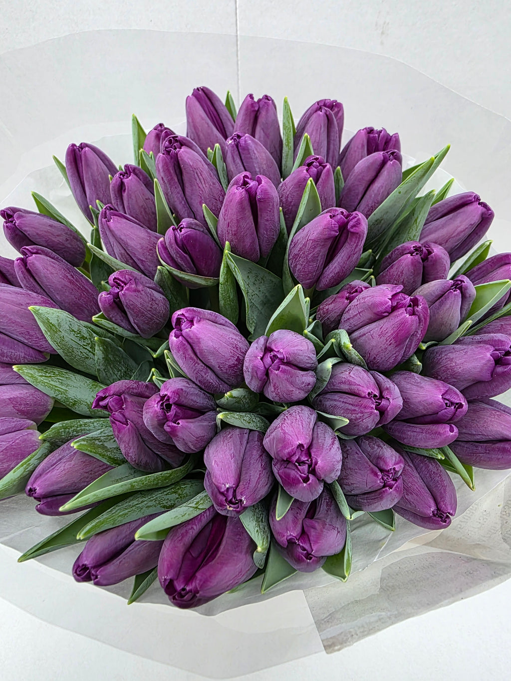 Farm Fresh Tulipa En Built ( Bunch of 50stems, Length 36cm)
