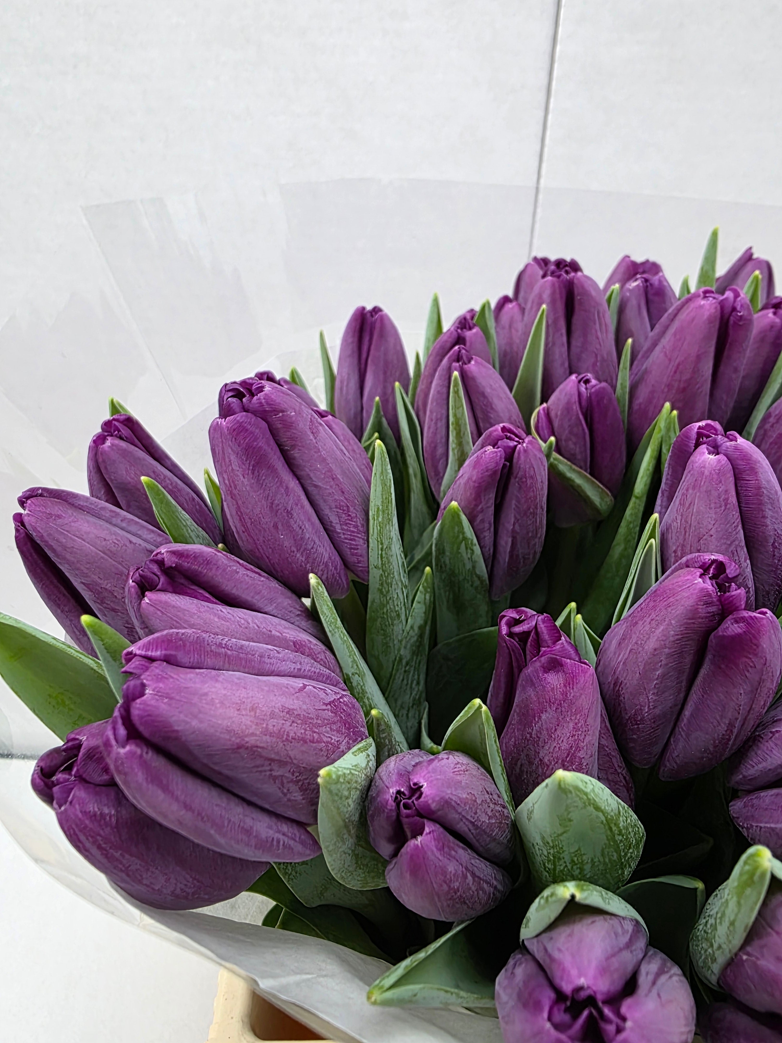 Farm Fresh Tulipa En Built ( Bunch of 50stems, Length 36cm)
