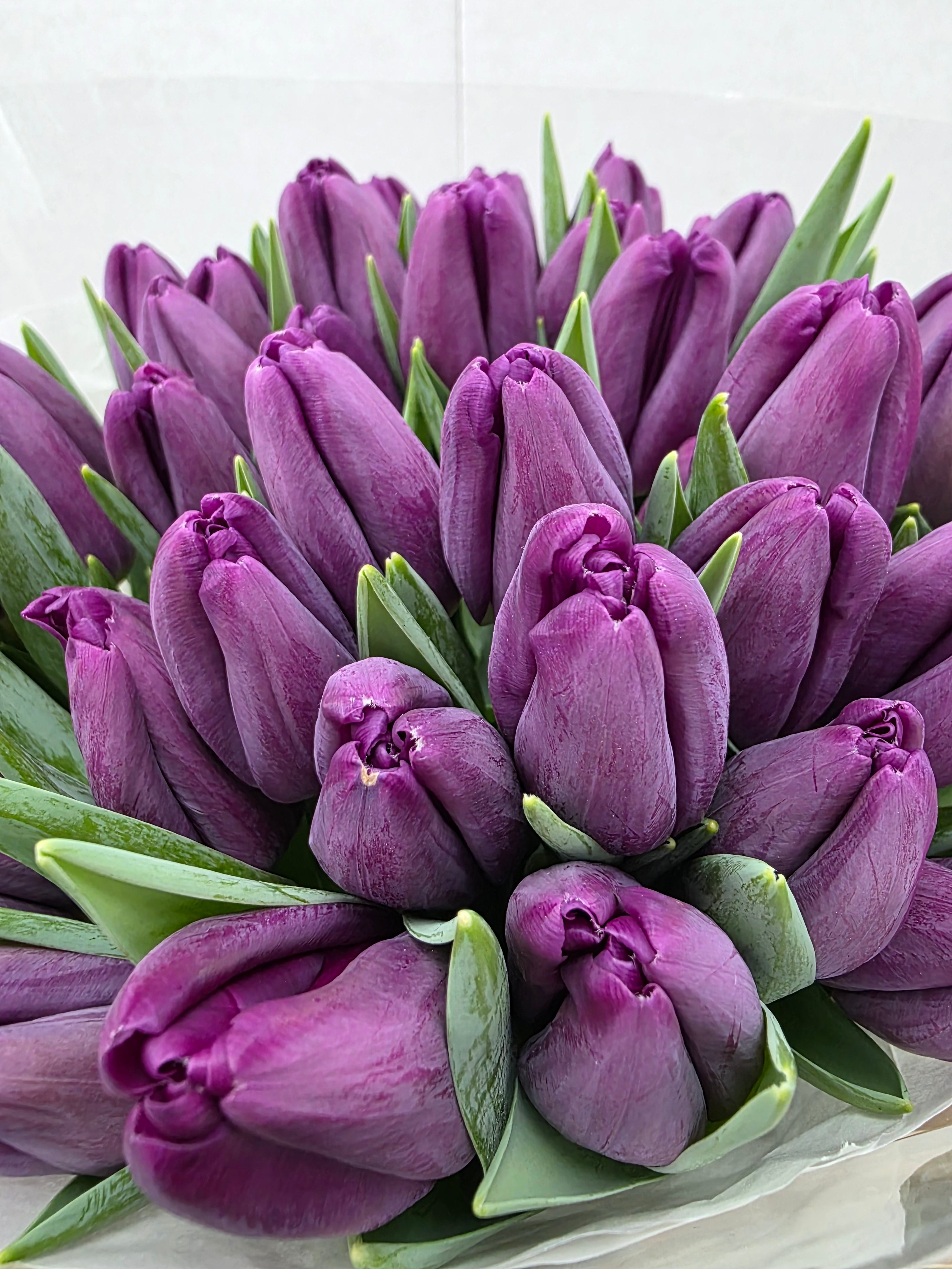 Farm Fresh Tulipa En Built ( Bunch of 50stems, Length 36cm)