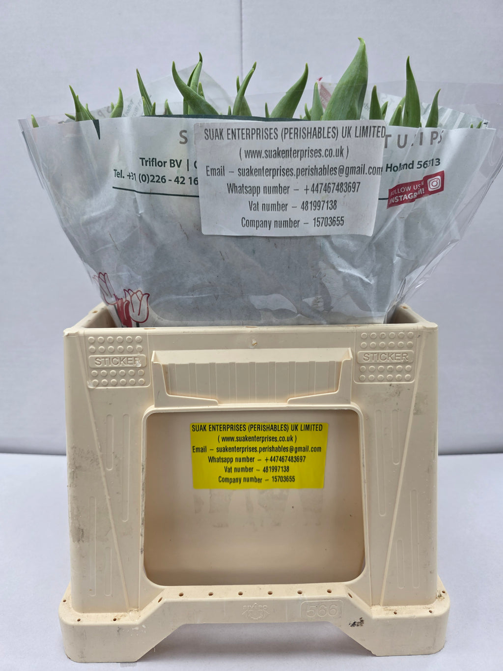 Farm Fresh Tulipa En Creme Prince( Bunch of 50stems, Length 35cm)