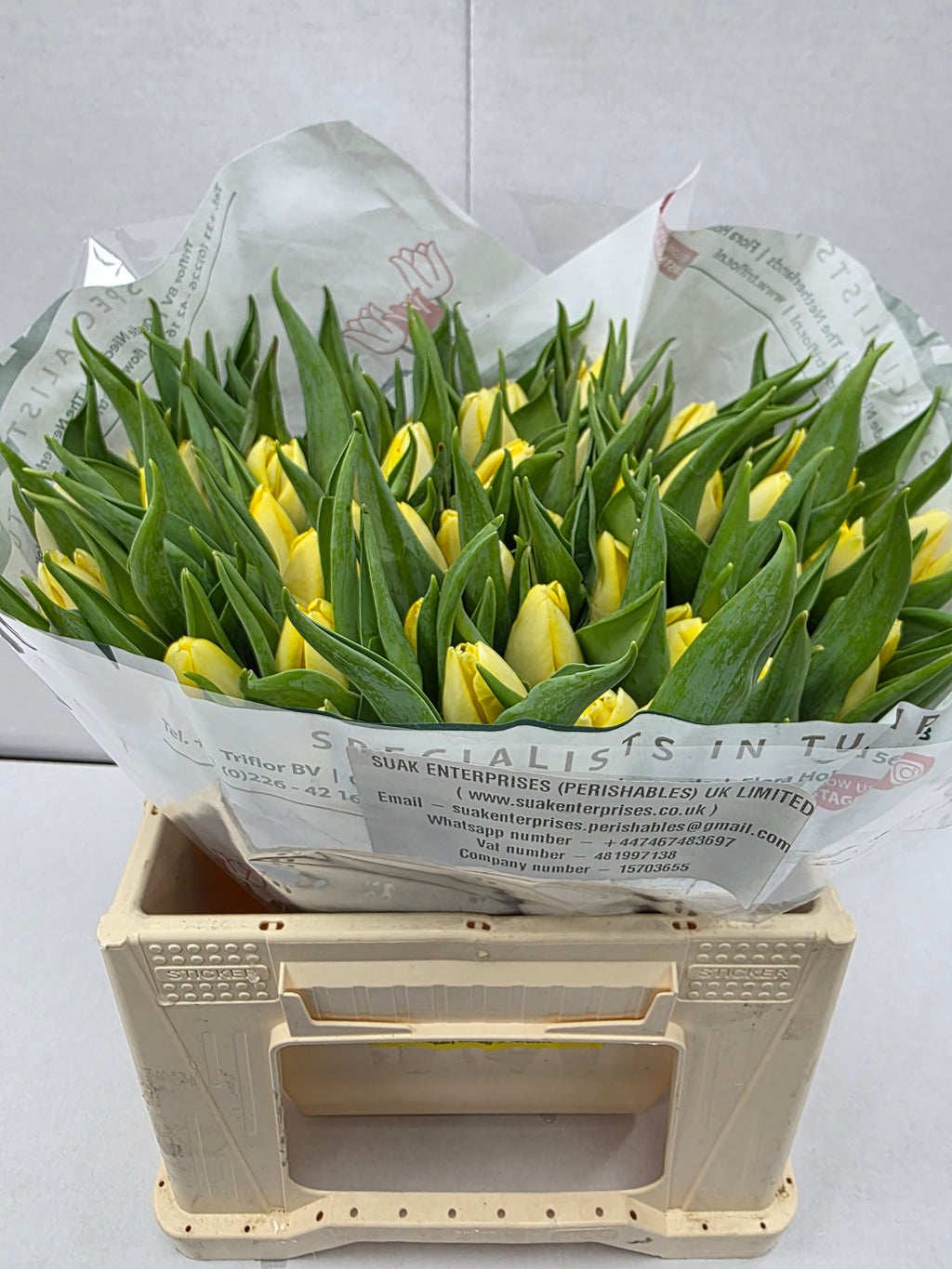Farm Fresh Tulipa En Creme Prince( Bunch of 50stems, Length 35cm)