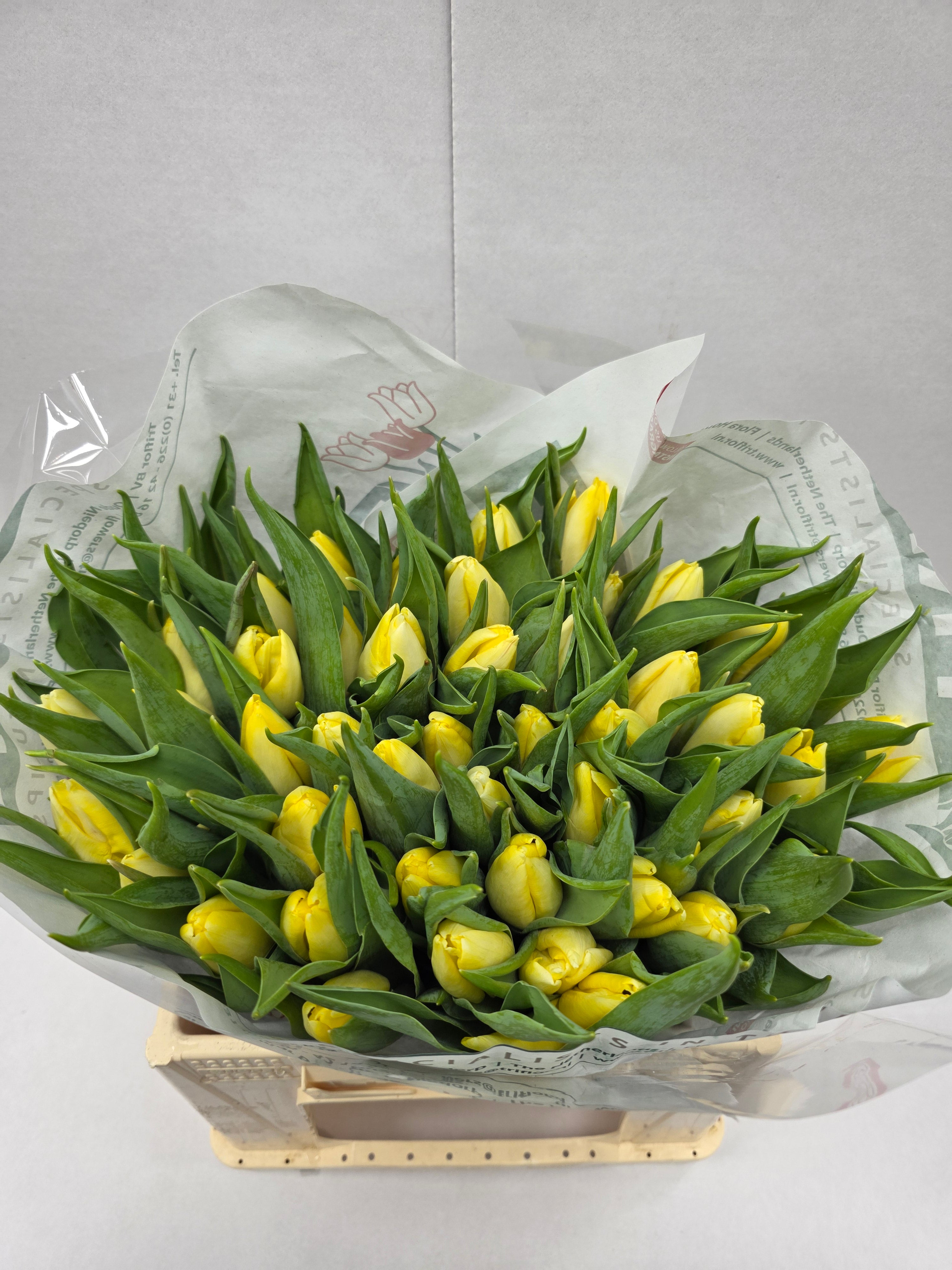 Farm Fresh Tulipa En Creme Prince( Bunch of 50stems, Length 35cm)