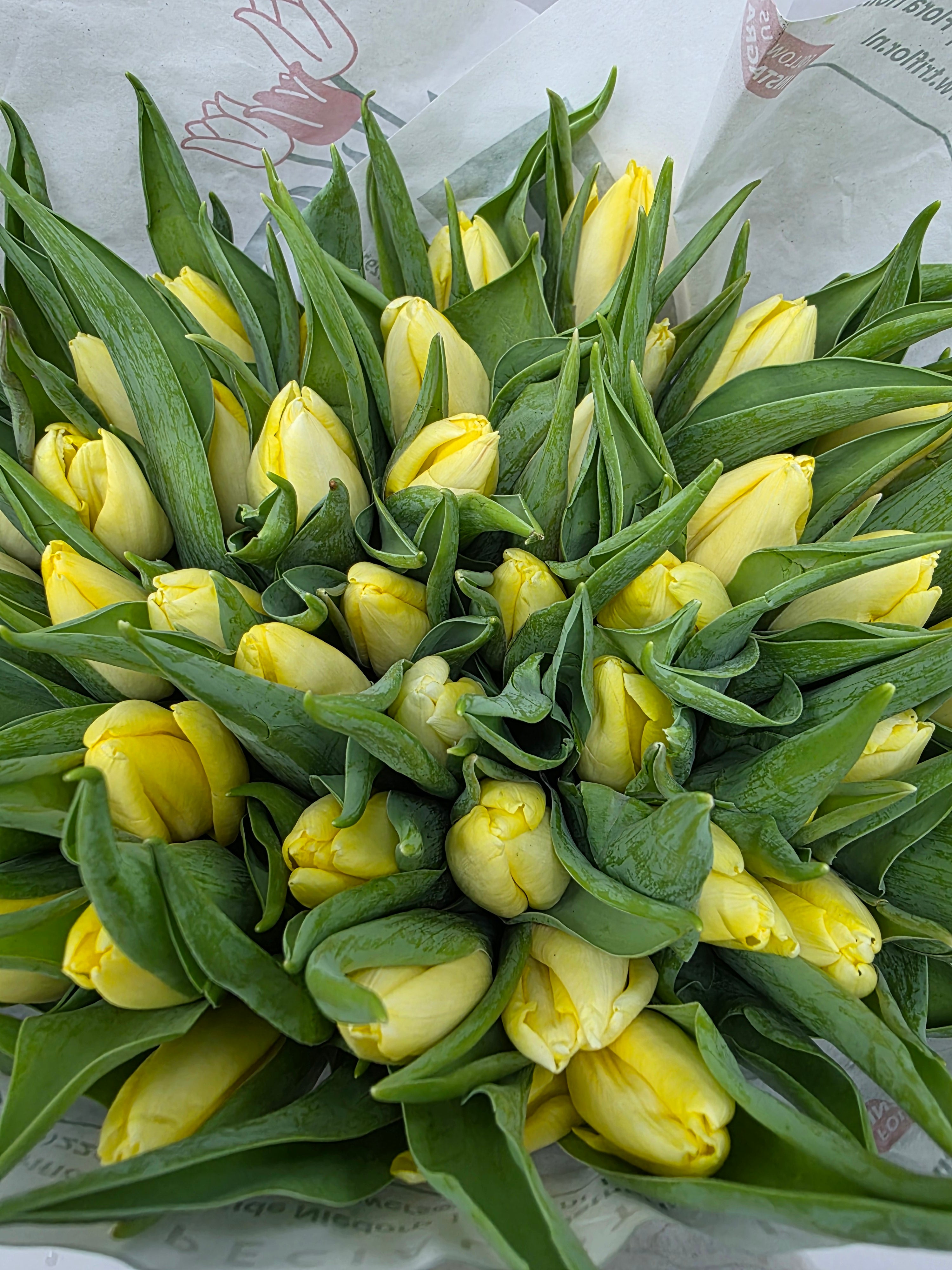 Farm Fresh Tulipa En Creme Prince( Bunch of 50stems, Length 35cm)