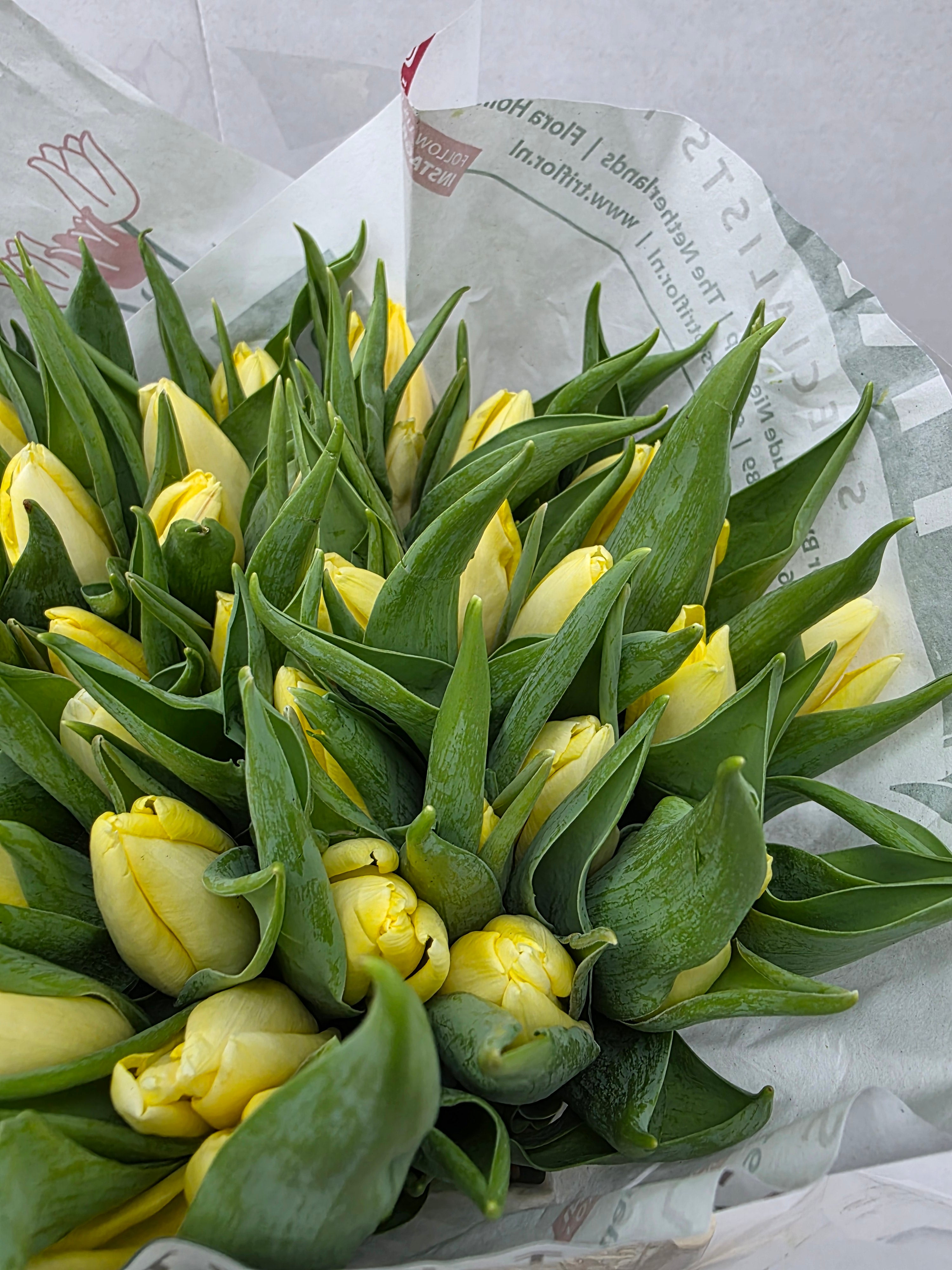 Farm Fresh Tulipa En Creme Prince( Bunch of 50stems, Length 35cm)