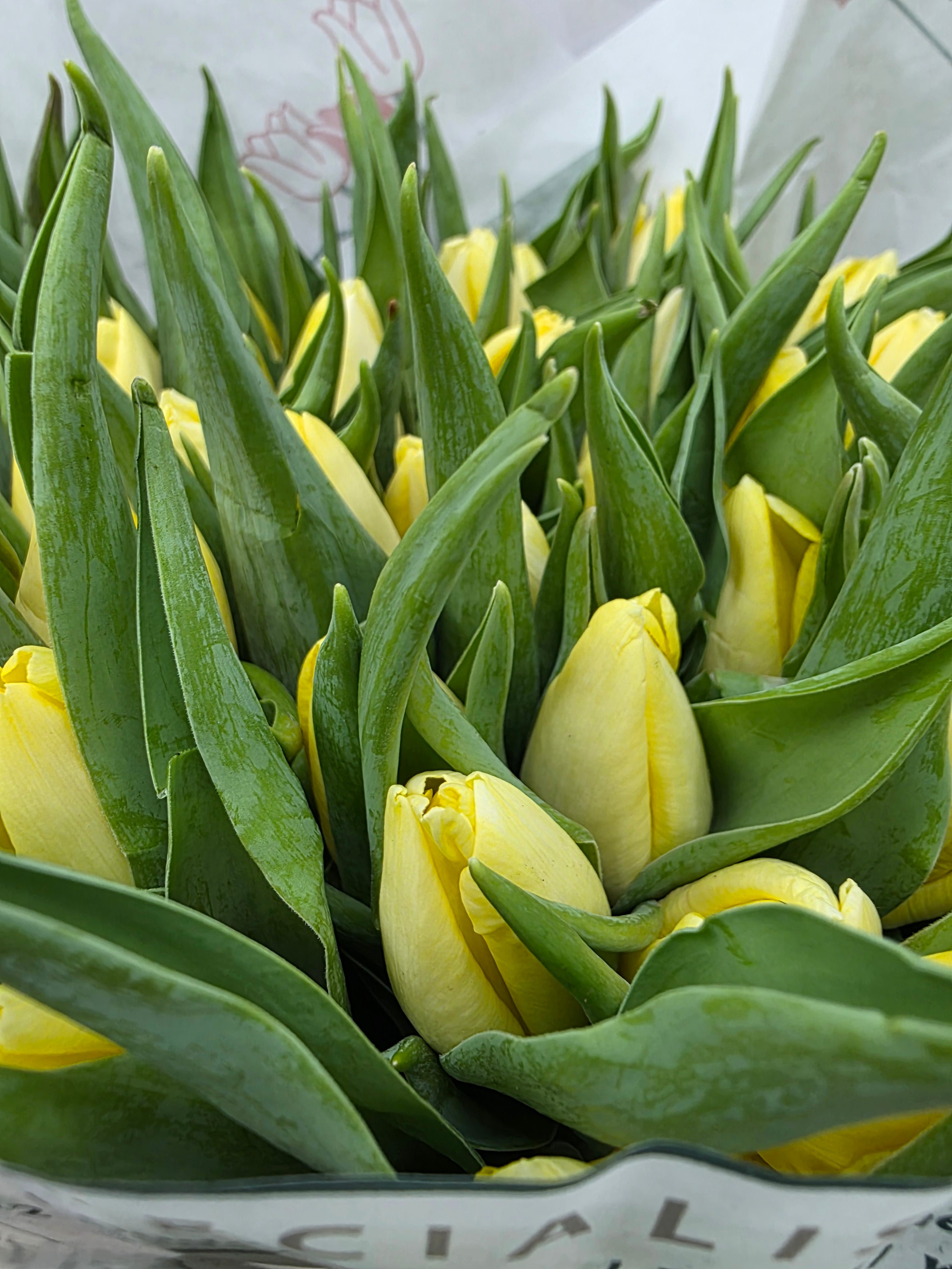 Farm Fresh Tulipa En Creme Prince( Bunch of 50stems, Length 35cm)