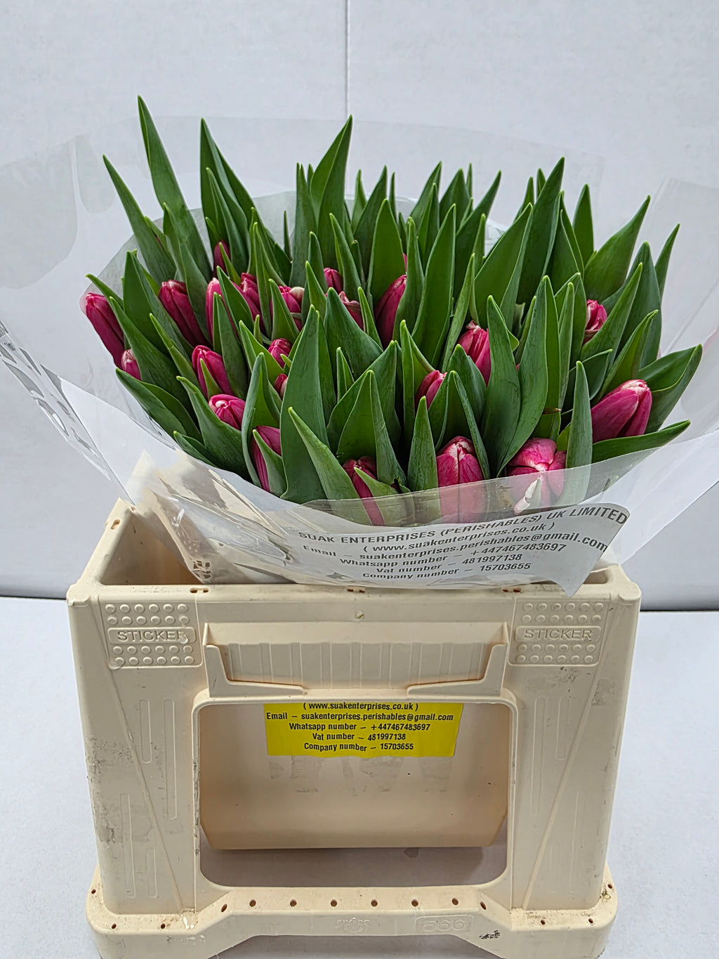 Farm Fresh Tulipa En Debutante( Bunch of 50stems, Length 37cm)
