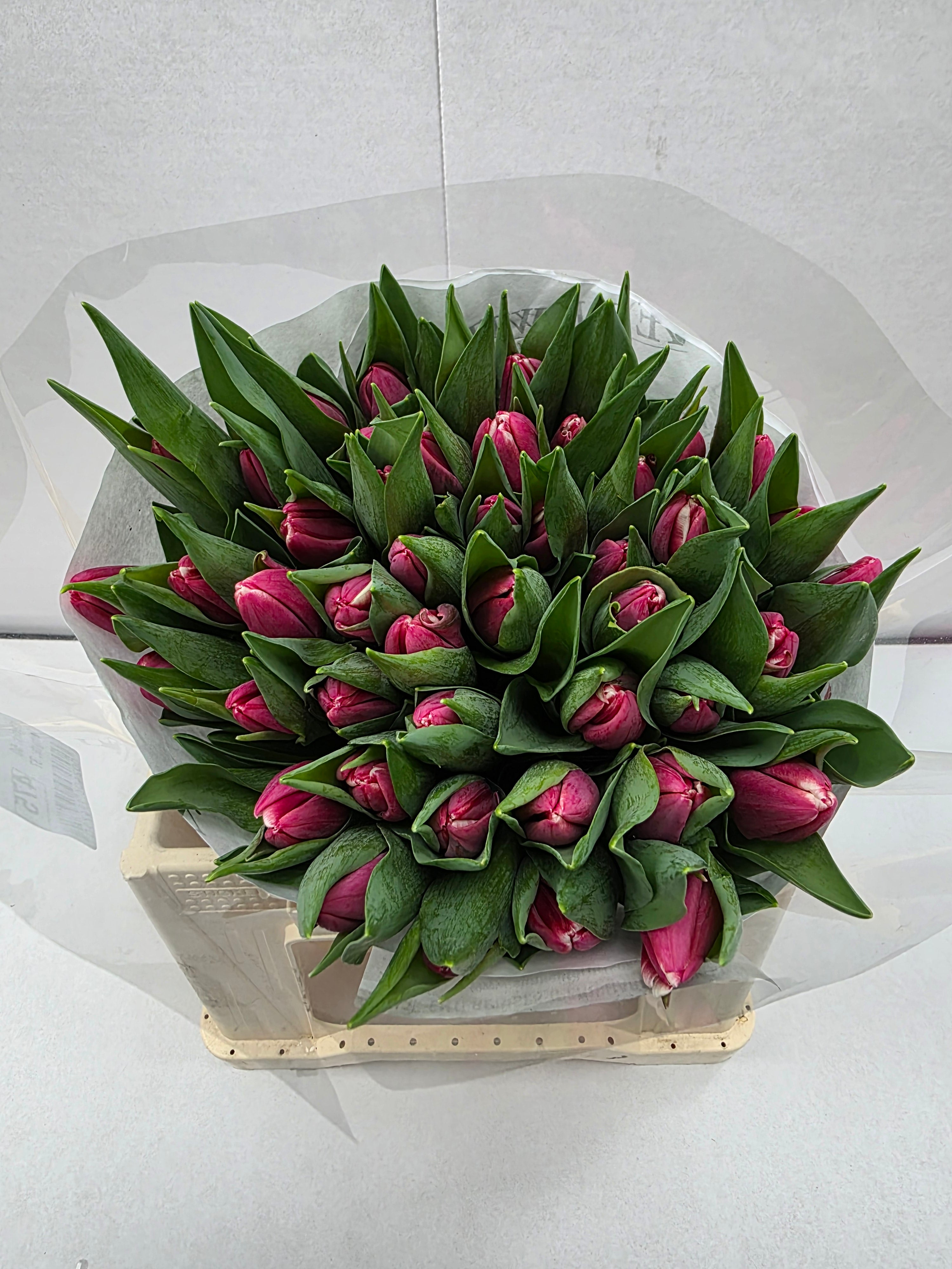 Farm Fresh Tulipa En Debutante( Bunch of 50stems, Length 37cm)