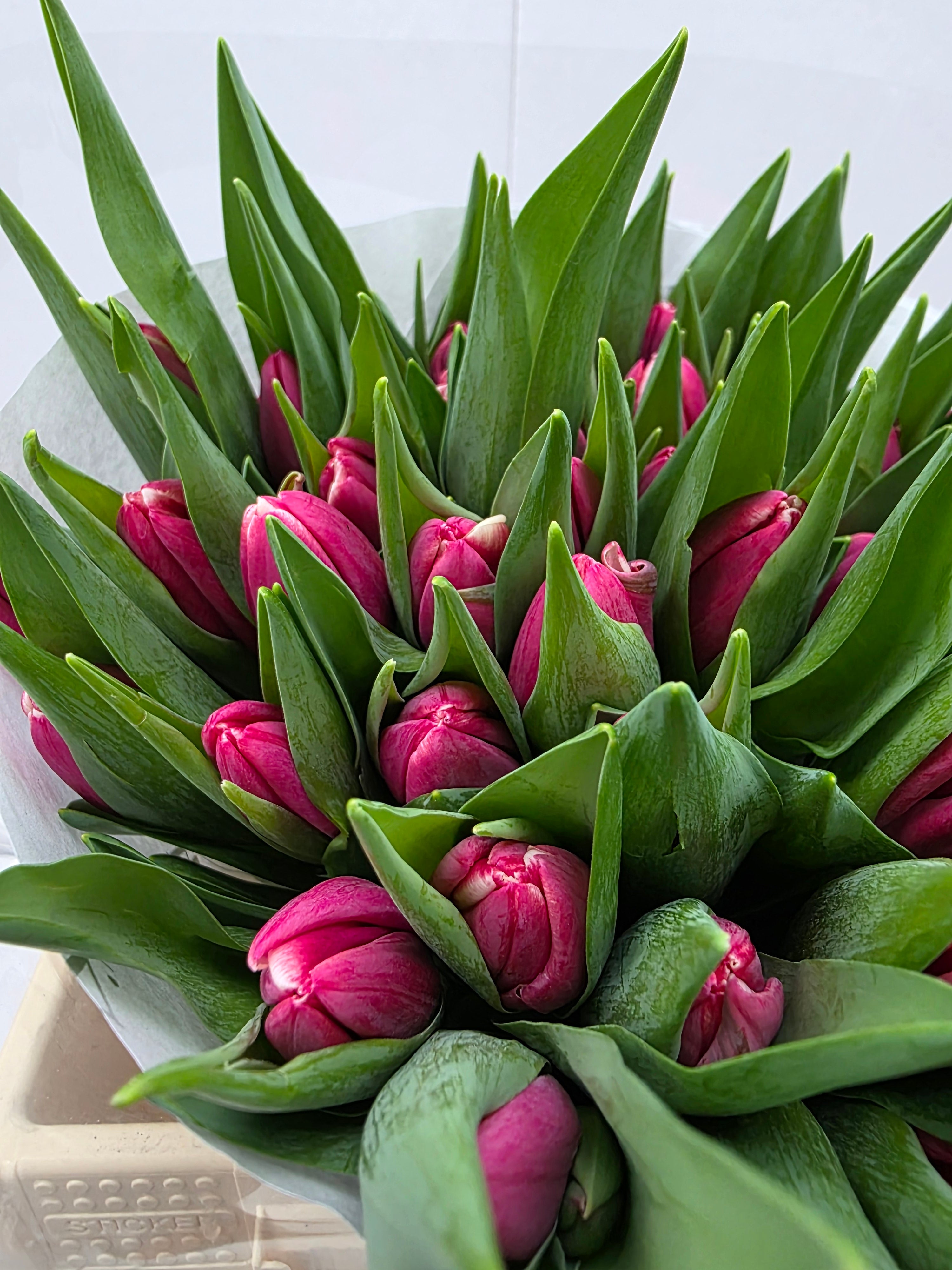 Farm Fresh Tulipa En Debutante( Bunch of 50stems, Length 37cm)