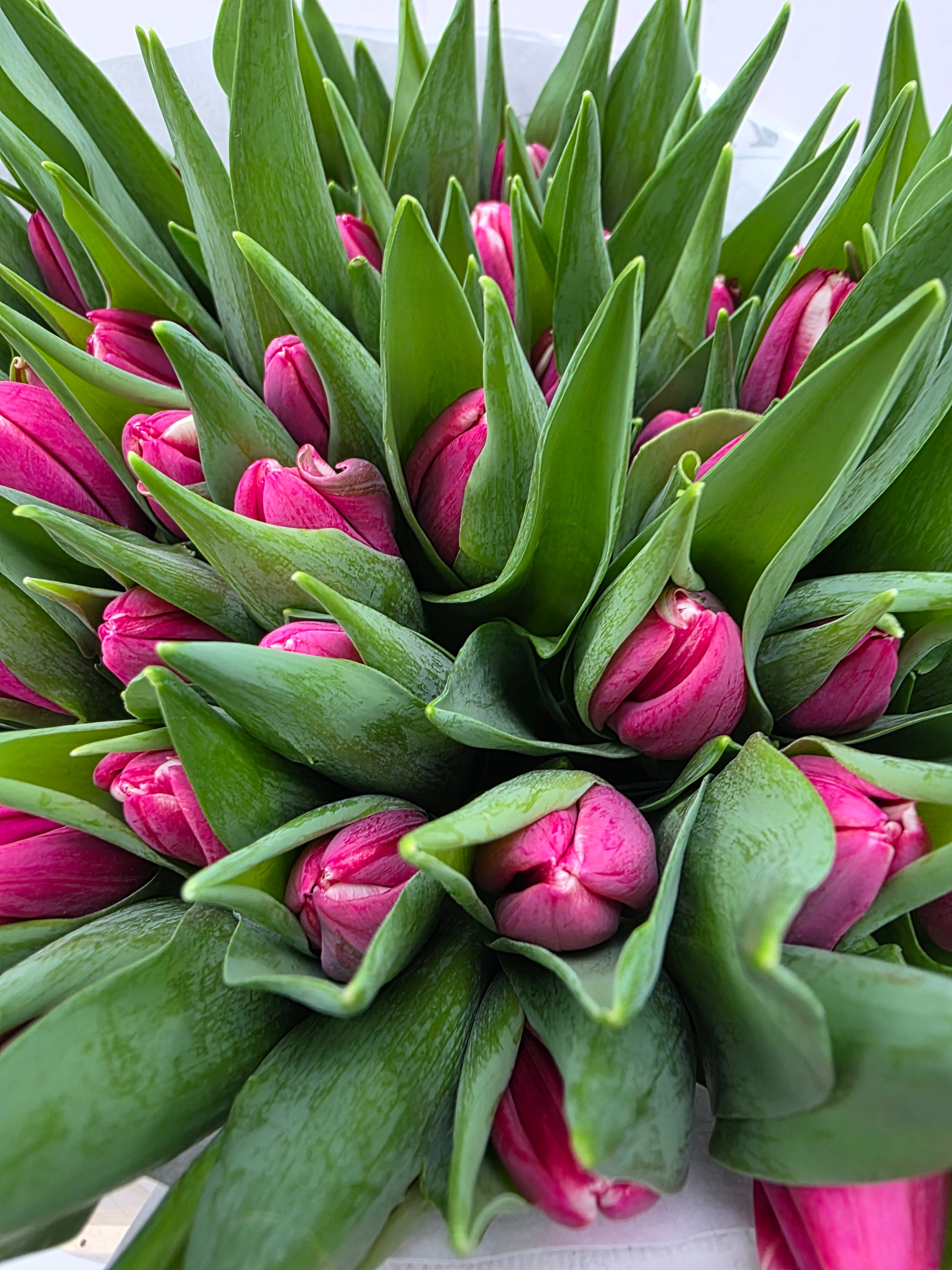 Farm Fresh Tulipa En Debutante( Bunch of 50stems, Length 37cm)
