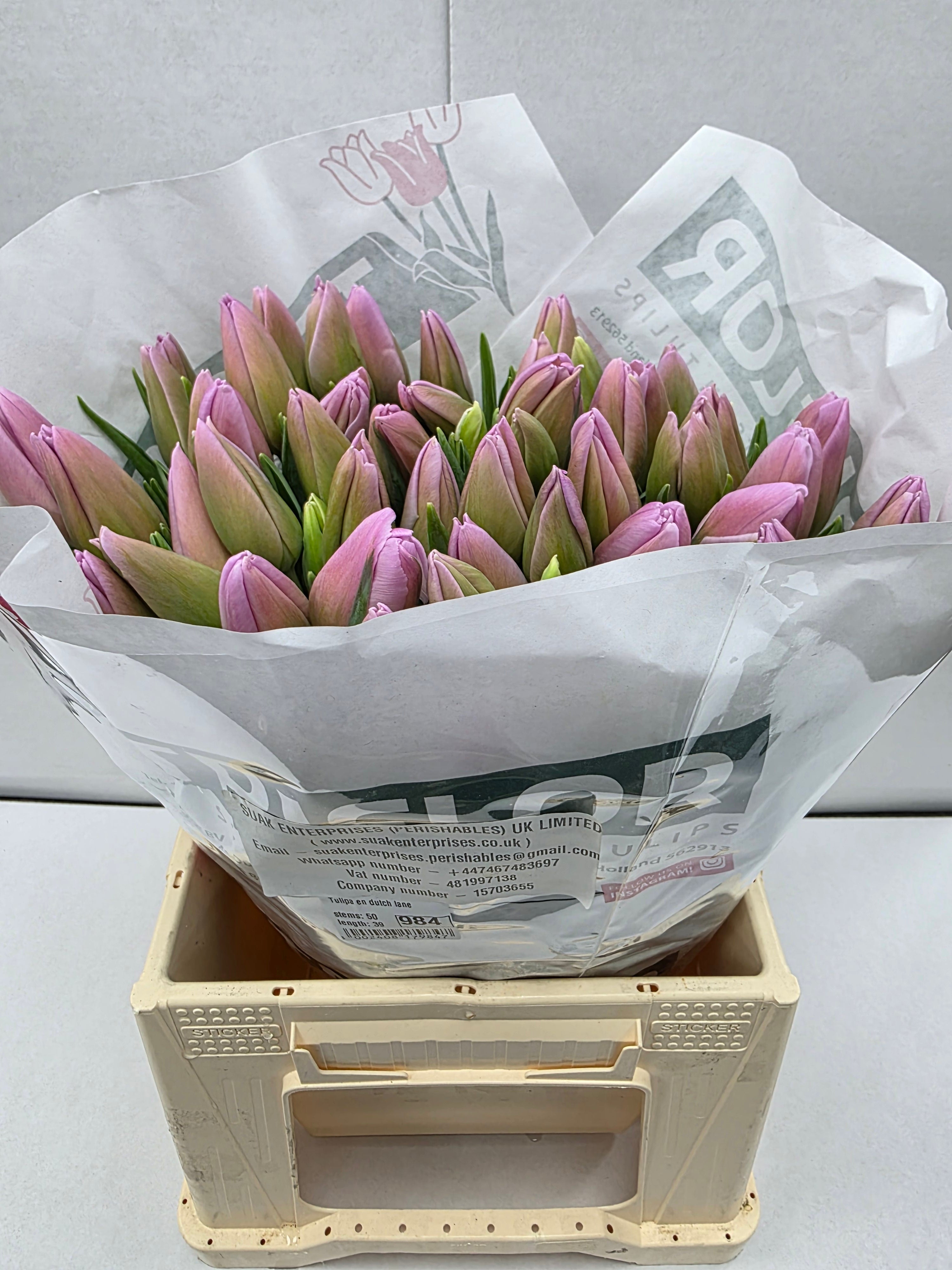 Farm Fresh Tulipa Fr Dutch Lane(Bunch of 50stems, Length 39cm)