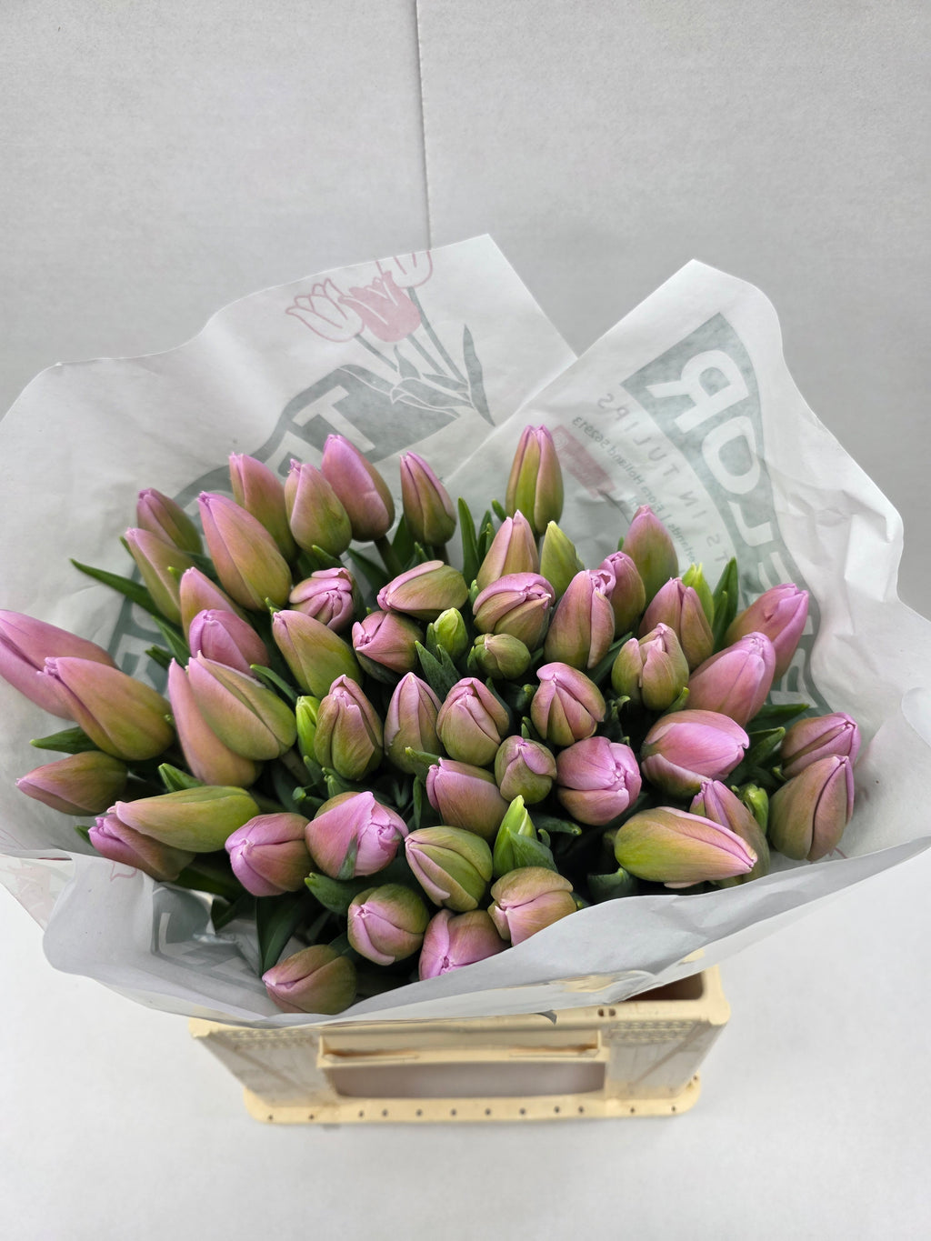 Farm Fresh Tulipa Fr Dutch Lane(Bunch of 50stems, Length 39cm)