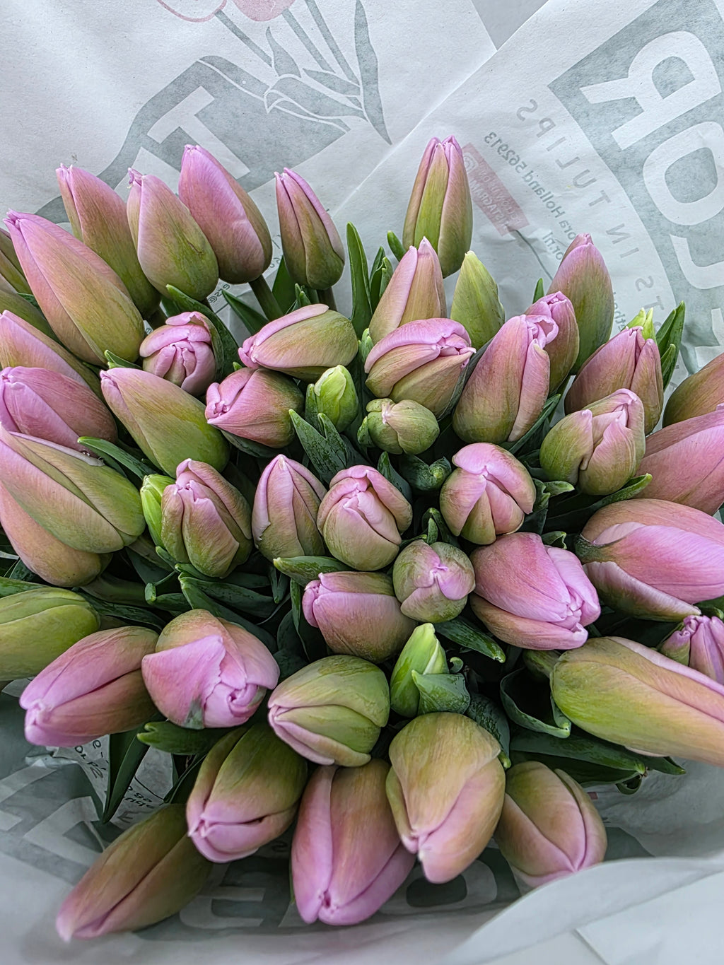 Farm Fresh Tulipa Fr Dutch Lane(Bunch of 50stems, Length 39cm)