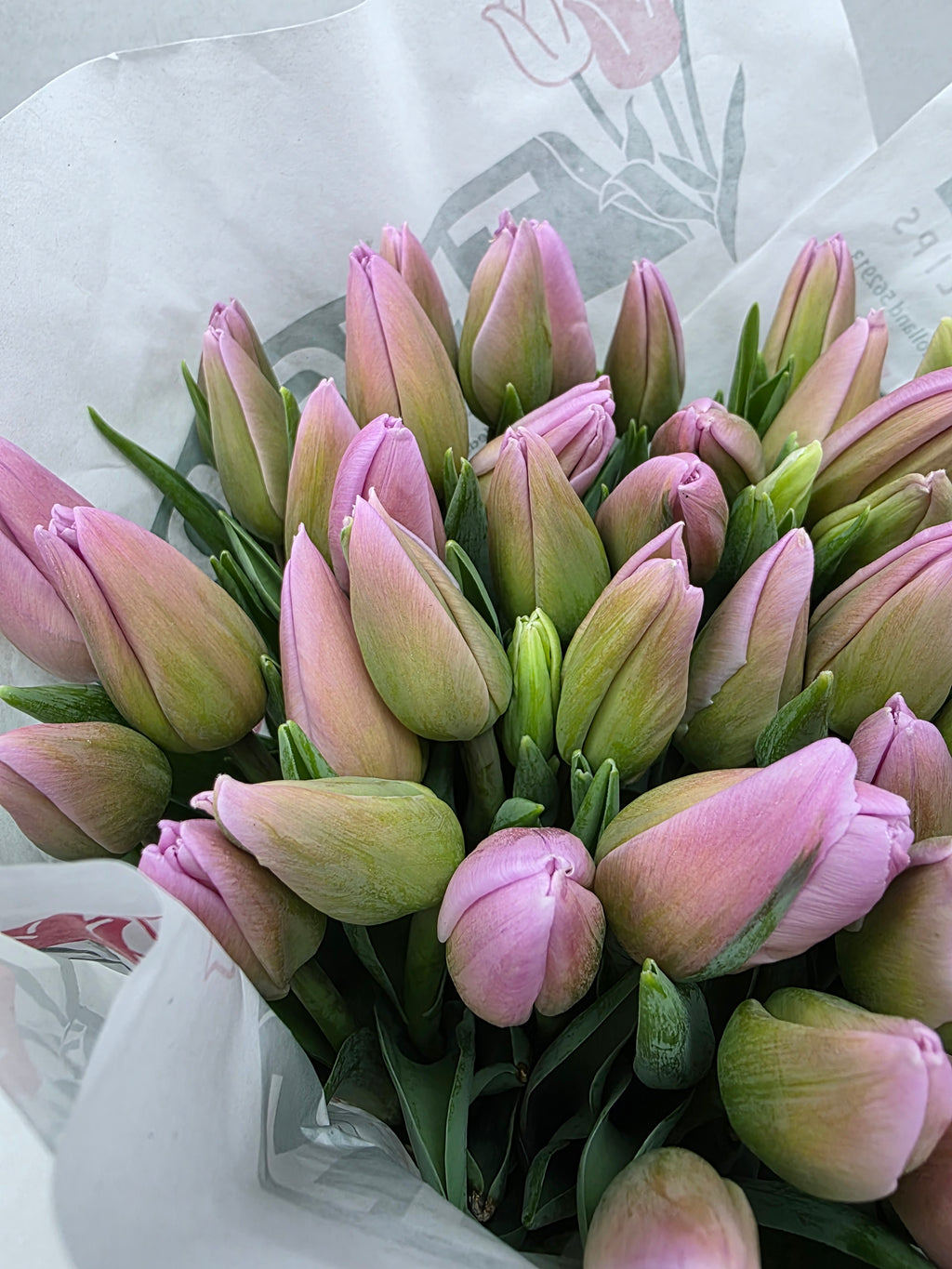 Farm Fresh Tulipa Fr Dutch Lane(Bunch of 50stems, Length 39cm)