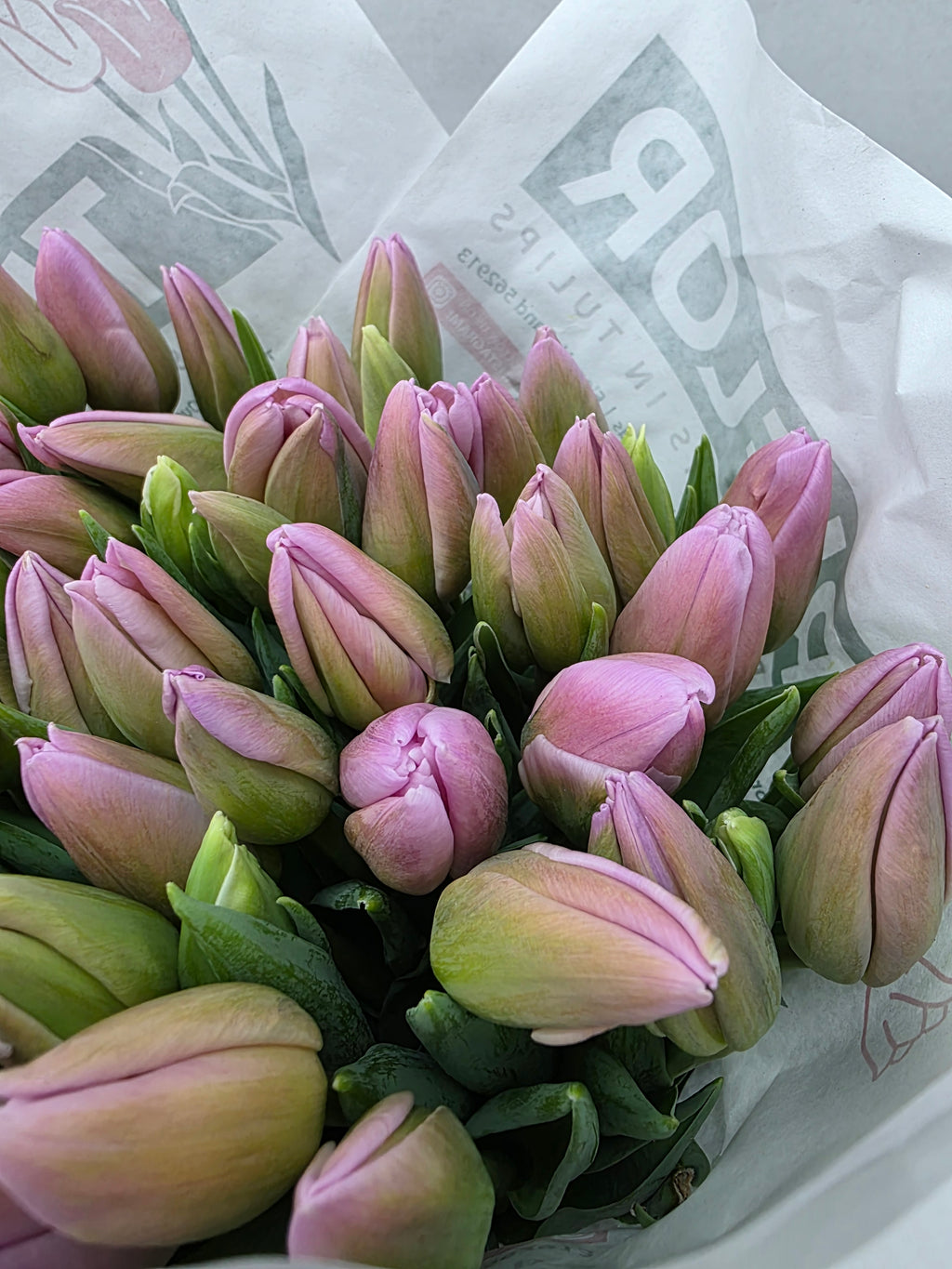 Farm Fresh Tulipa Fr Dutch Lane(Bunch of 50stems, Length 39cm)