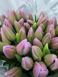 Farm Fresh Tulipa Fr Dutch Lane(Bunch of 50stems, Length 39cm)