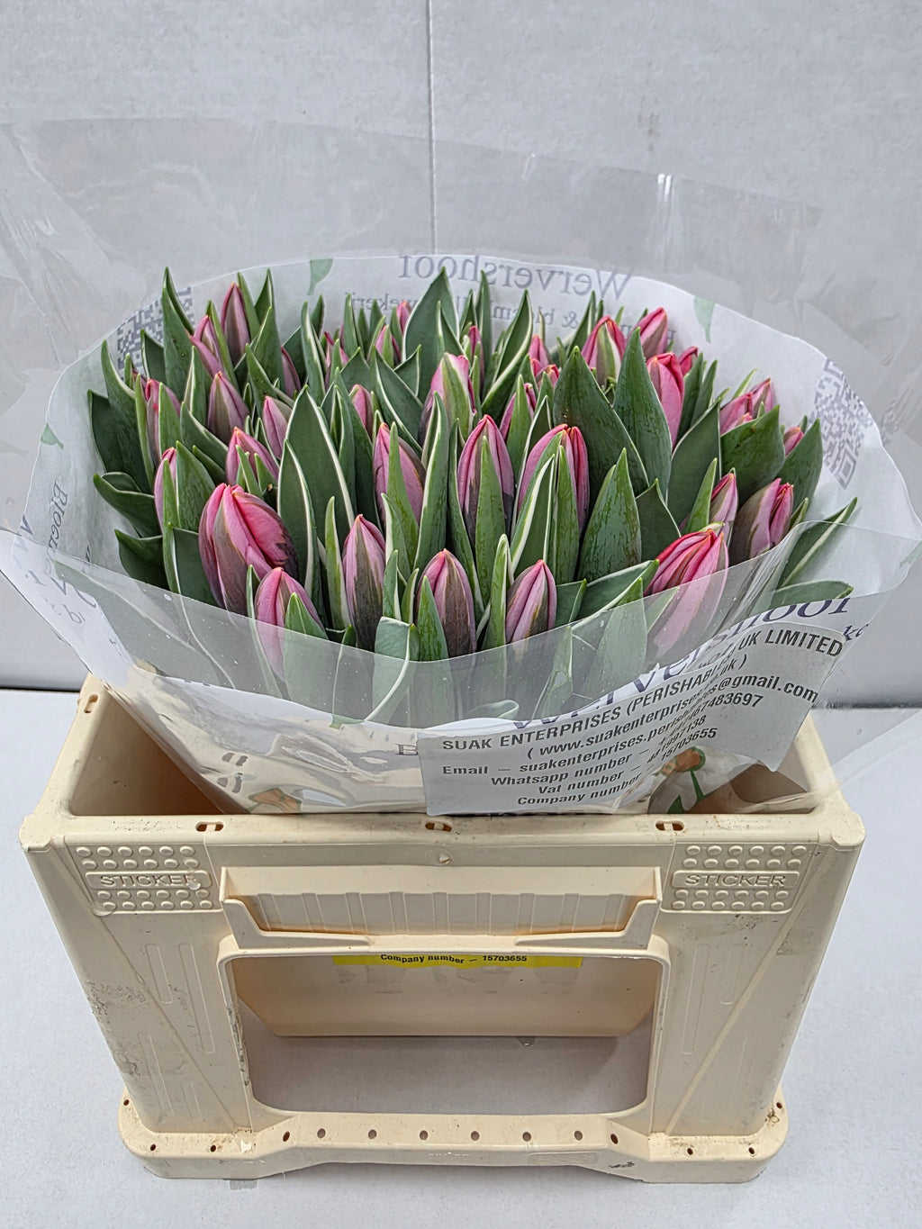 Farm Fresh Tulipa En Pretty Princess( Bunch of 50stems, Length 34cm)