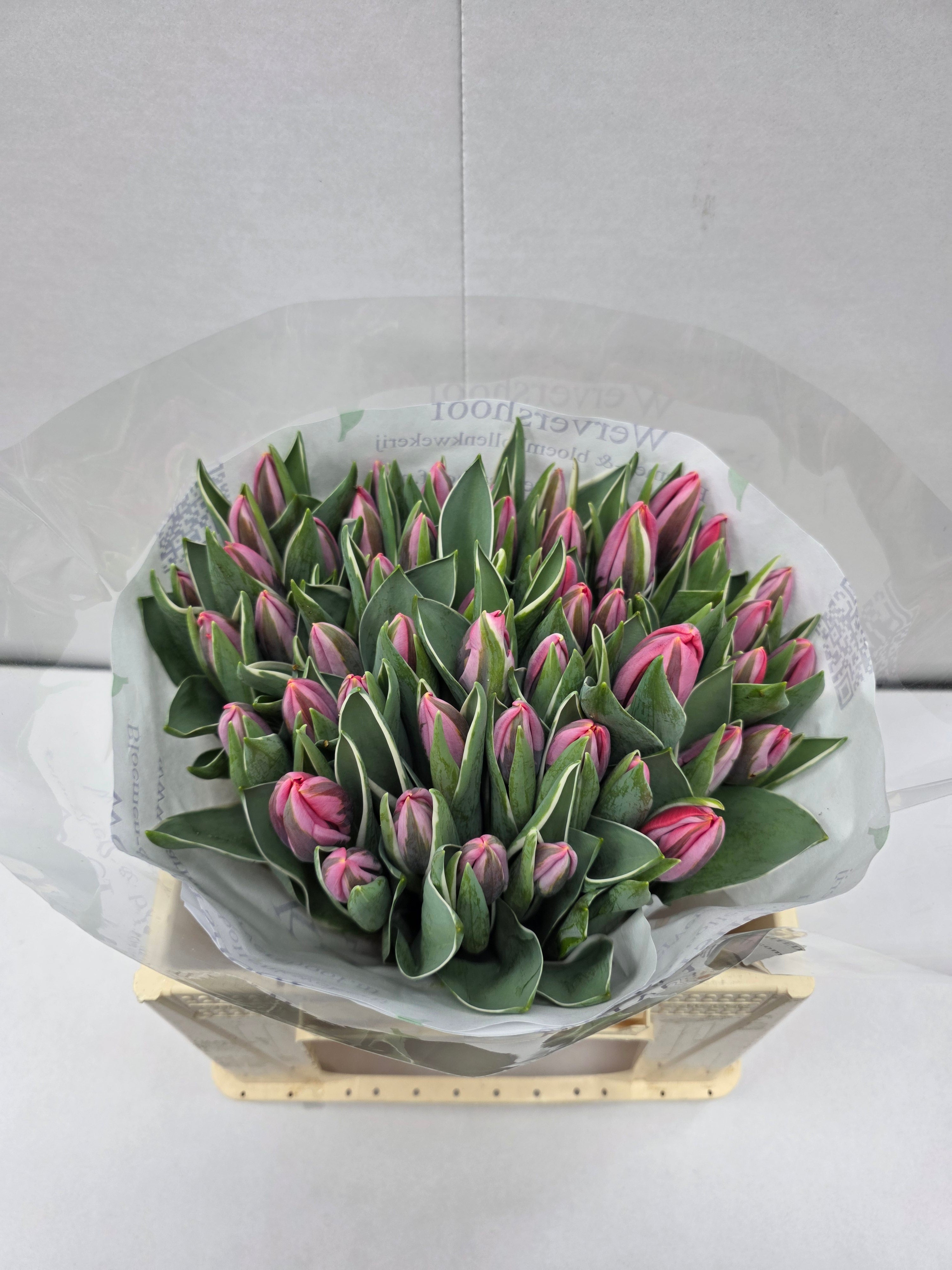 Farm Fresh Tulipa En Pretty Princess( Bunch of 50stems, Length 34cm)