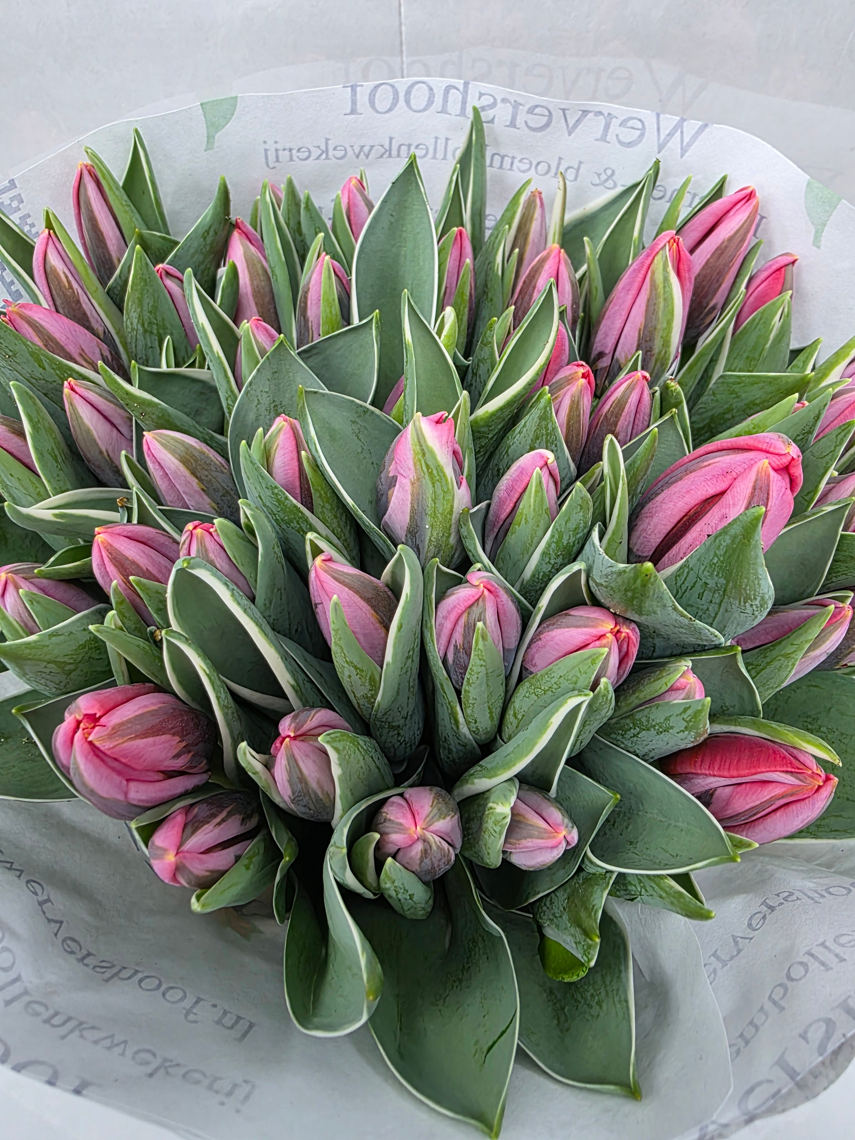 Farm Fresh Tulipa En Pretty Princess( Bunch of 50stems, Length 34cm)