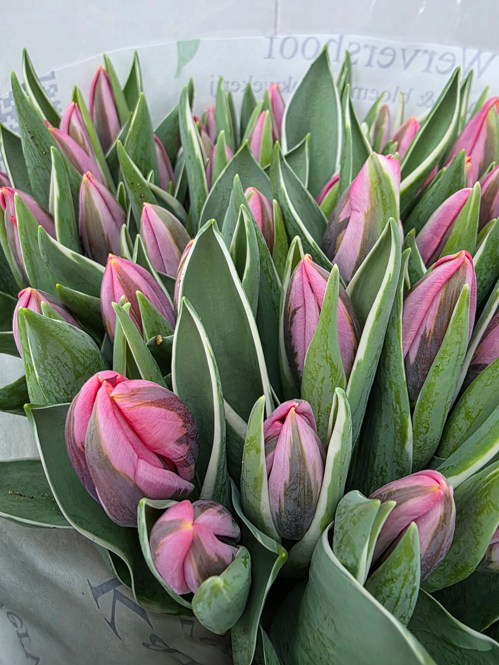 Farm Fresh Tulipa En Pretty Princess( Bunch of 50stems, Length 34cm)