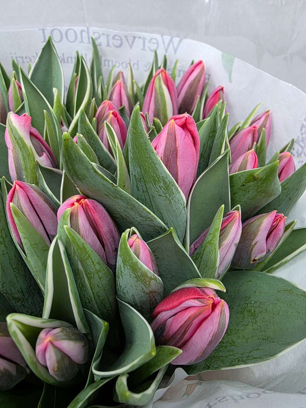 Farm Fresh Tulipa En Pretty Princess( Bunch of 50stems, Length 34cm)