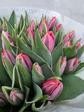 Farm Fresh Tulipa En Pretty Princess( Bunch of 50stems, Length 34cm)