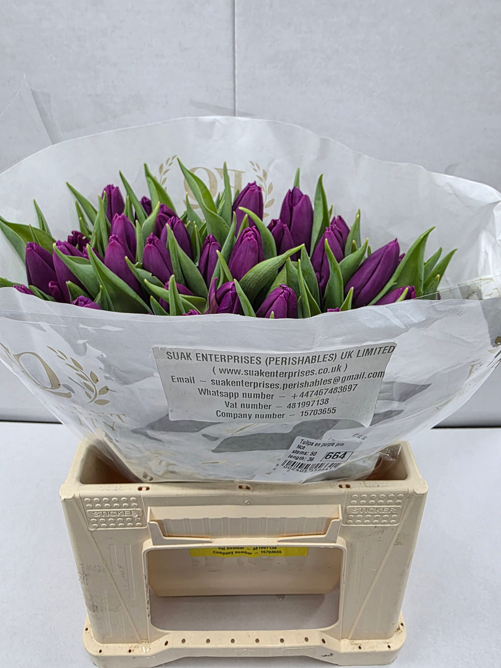 Farm Fresh Tulipa En Purple Prince ( Bunch of 50stems, Length 36cm)