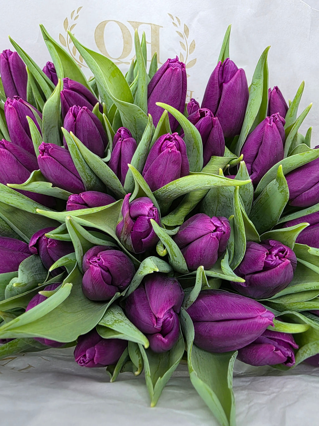 Farm Fresh Tulipa En Purple Prince ( Bunch of 50stems, Length 36cm)