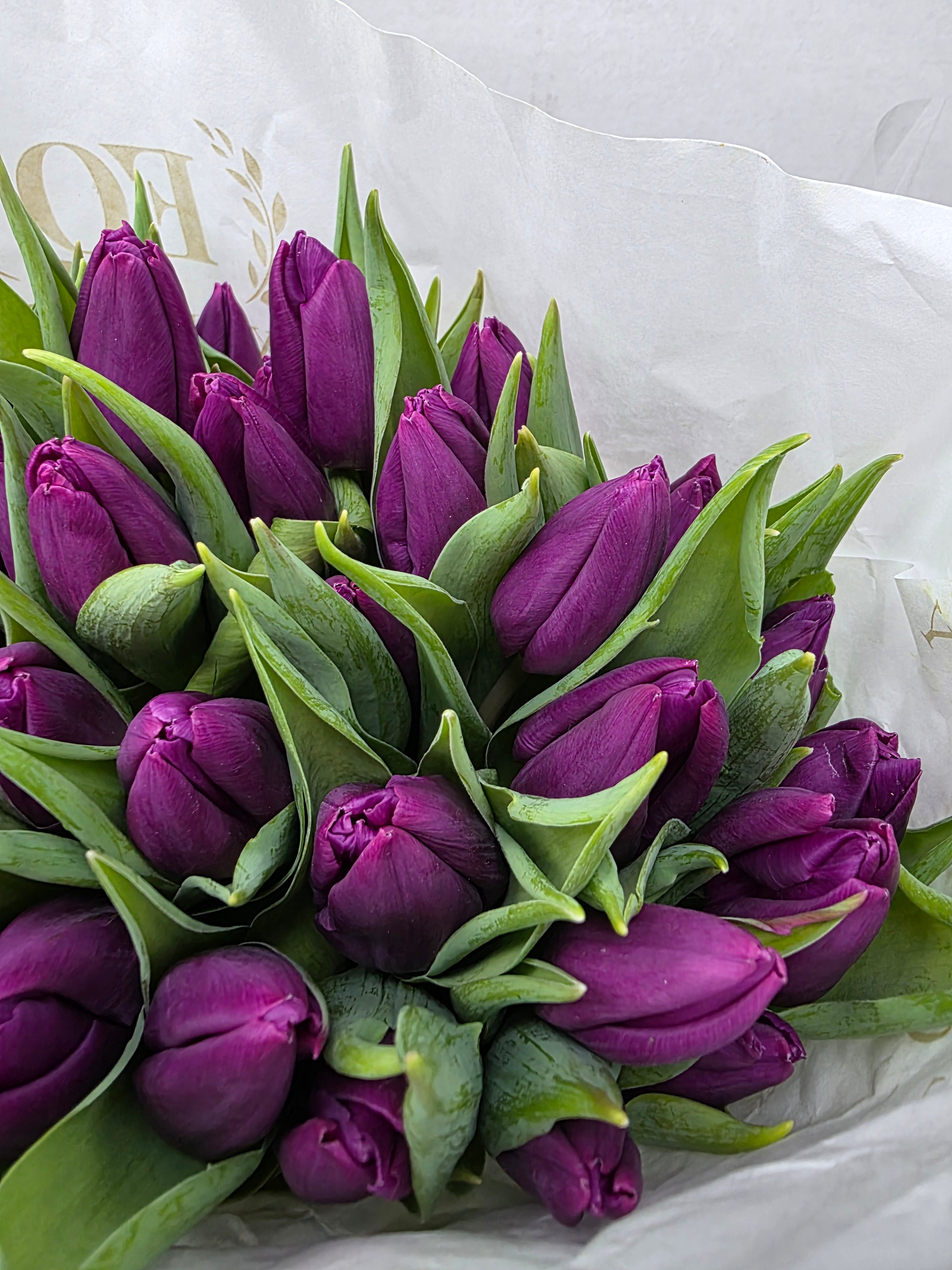 Farm Fresh Tulipa En Purple Prince ( Bunch of 50stems, Length 36cm)
