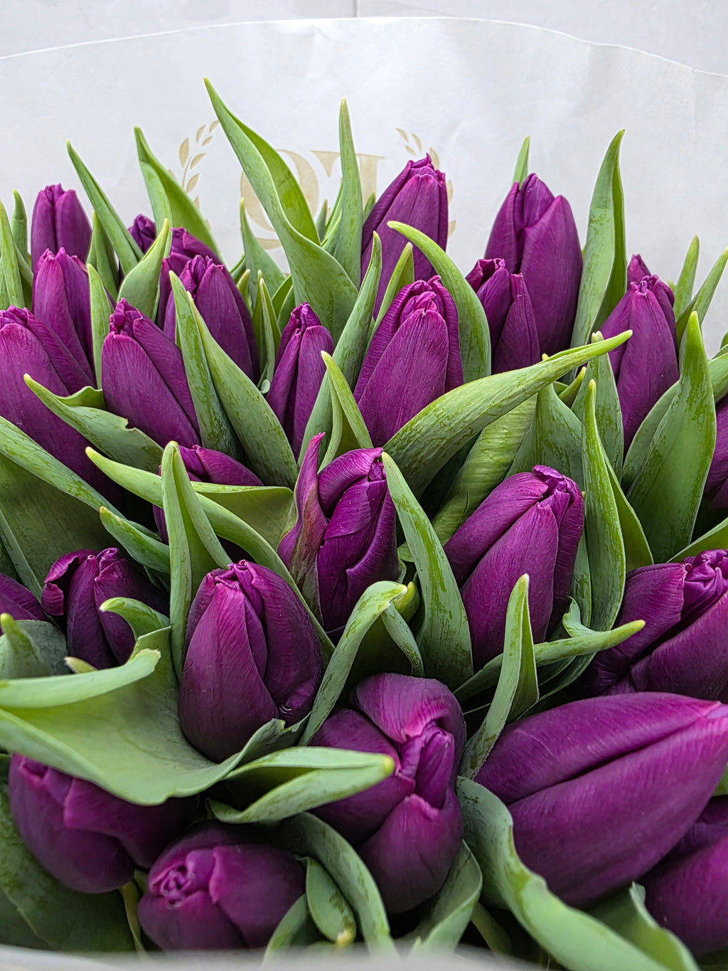 Farm Fresh Tulipa En Purple Prince ( Bunch of 50stems, Length 36cm)