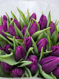 Farm Fresh Tulipa En Purple Prince ( Bunch of 50stems, Length 36cm)
