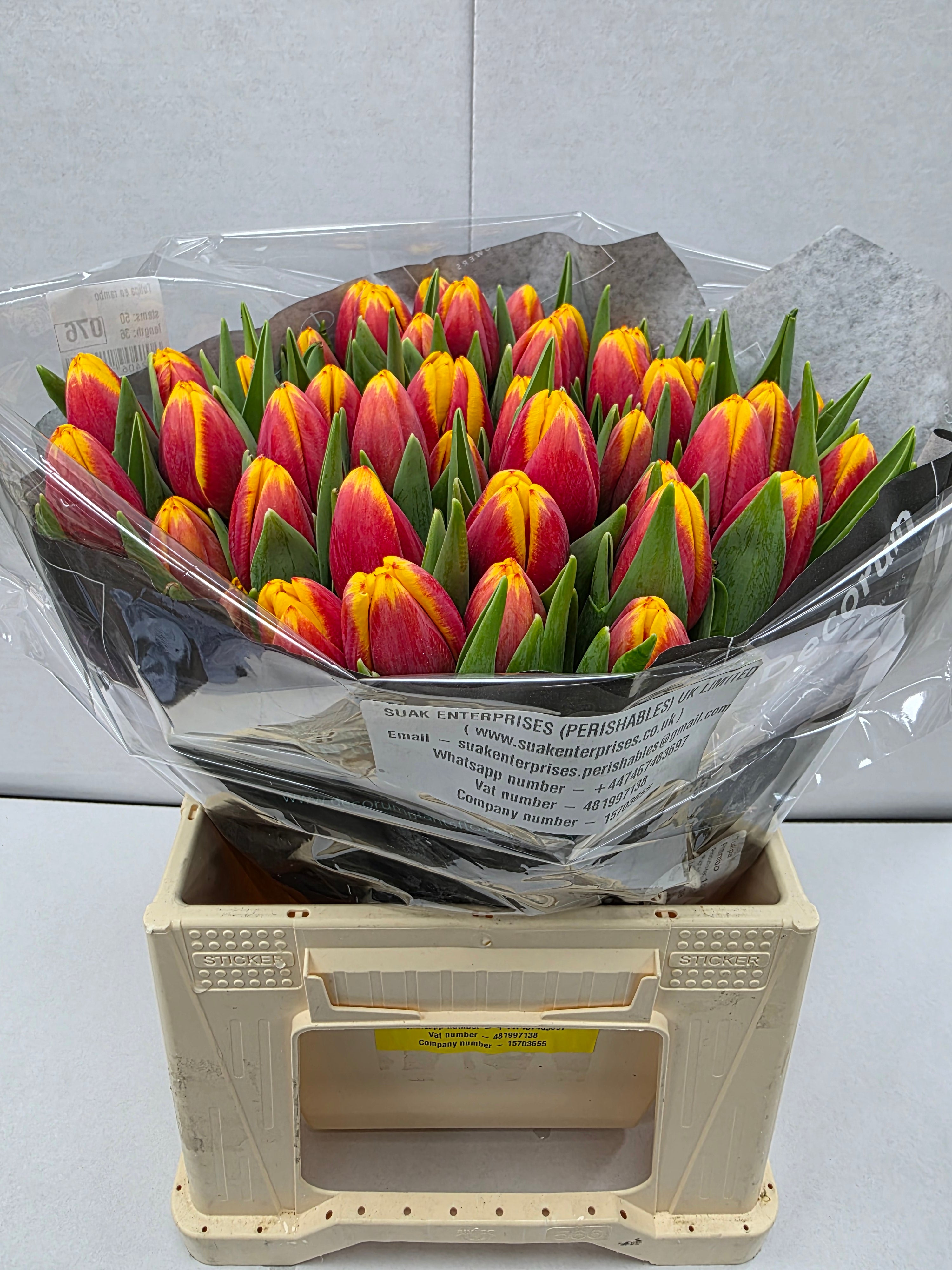 Farm Fresh Tulipa En Rambo Orange Yellow( Bunch of 50stems, Length 36cm)