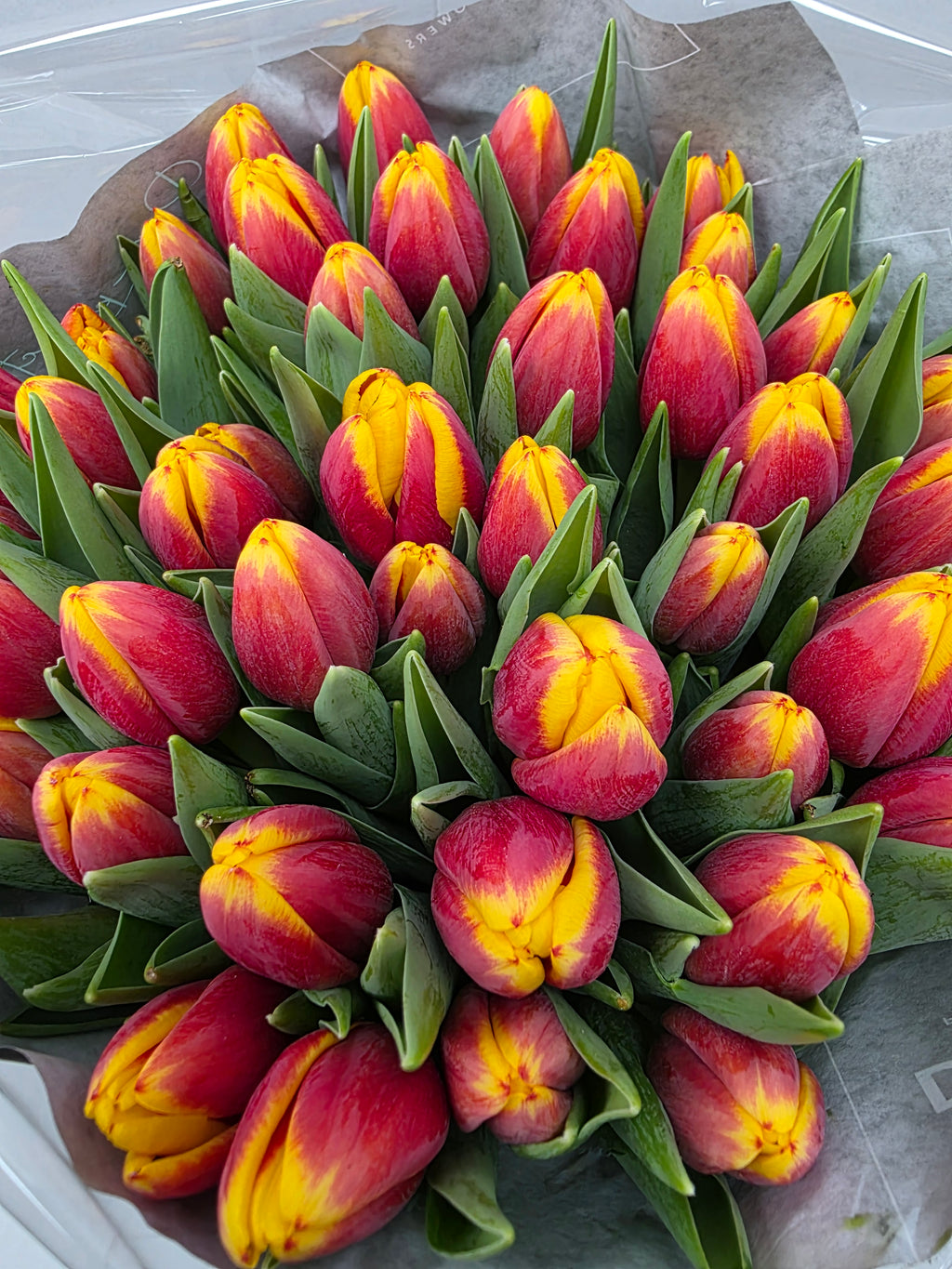 Farm Fresh Tulipa En Rambo Orange Yellow( Bunch of 50stems, Length 36cm)