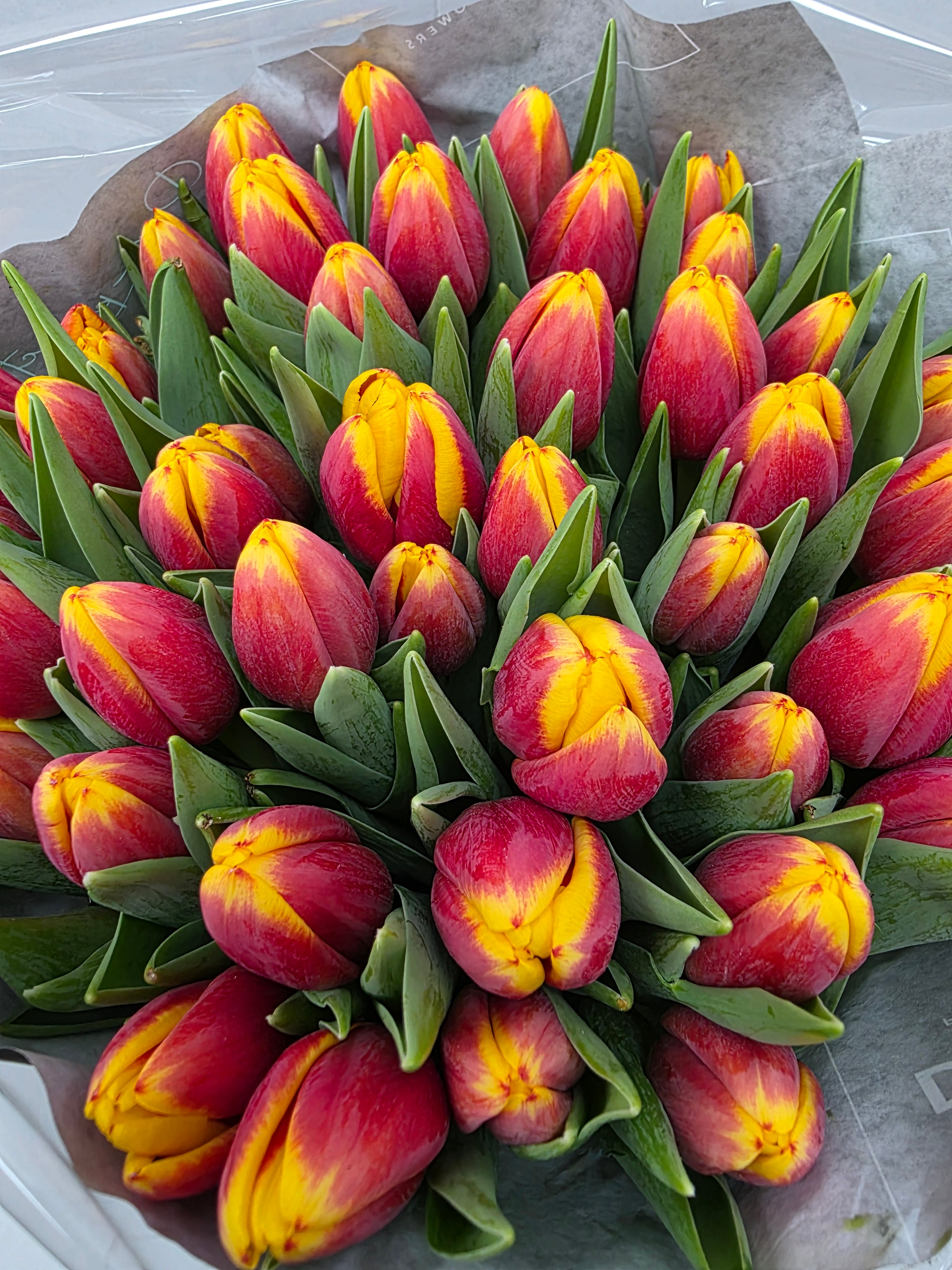 Farm Fresh Tulipa En Rambo Orange Yellow( Bunch of 50stems, Length 36cm)