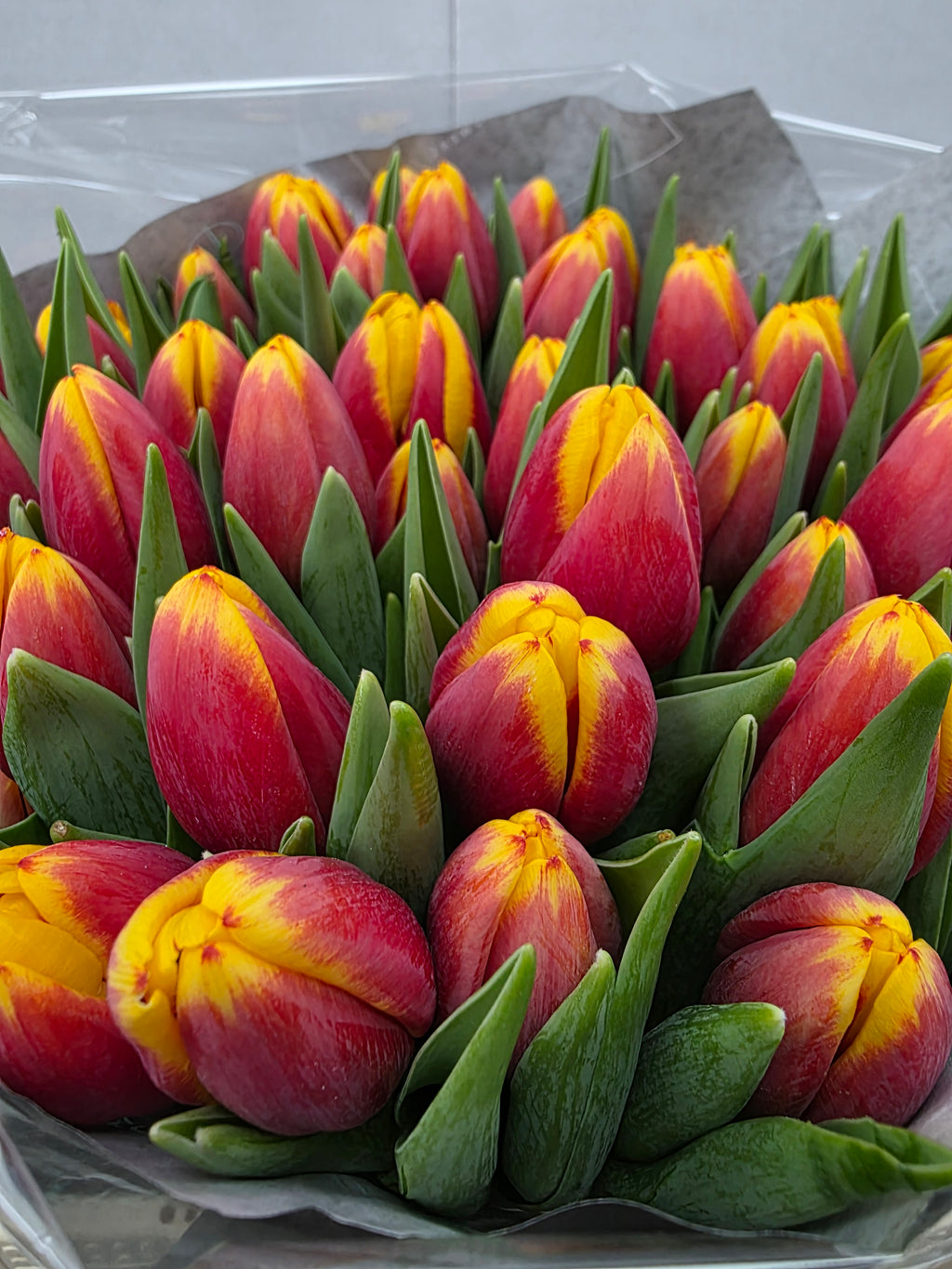 Farm Fresh Tulipa En Rambo Orange Yellow( Bunch of 50stems, Length 36cm)