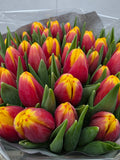 Farm Fresh Tulipa En Rambo Orange Yellow( Bunch of 50stems, Length 36cm)