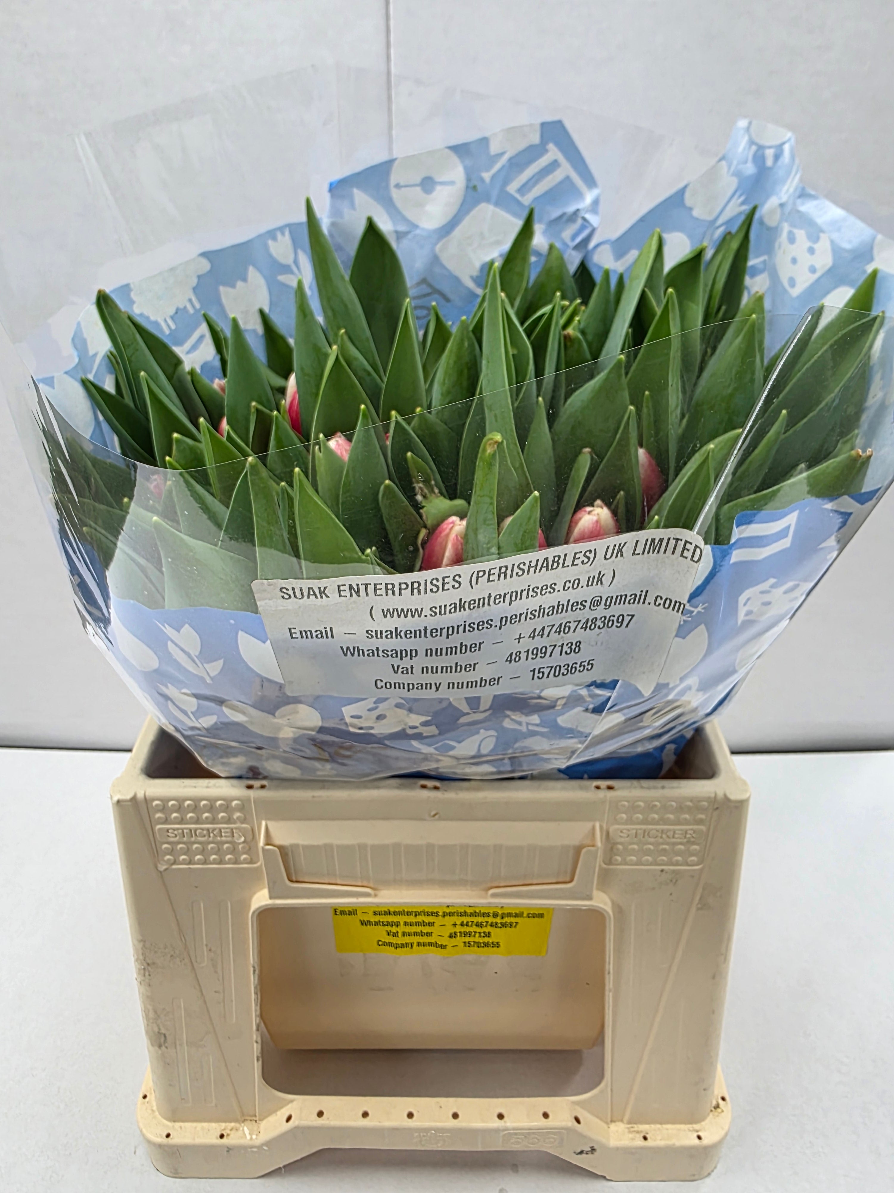 Farm Fresh Tulipa En Timeless( Bunch of 50stems, Length 36cm)
