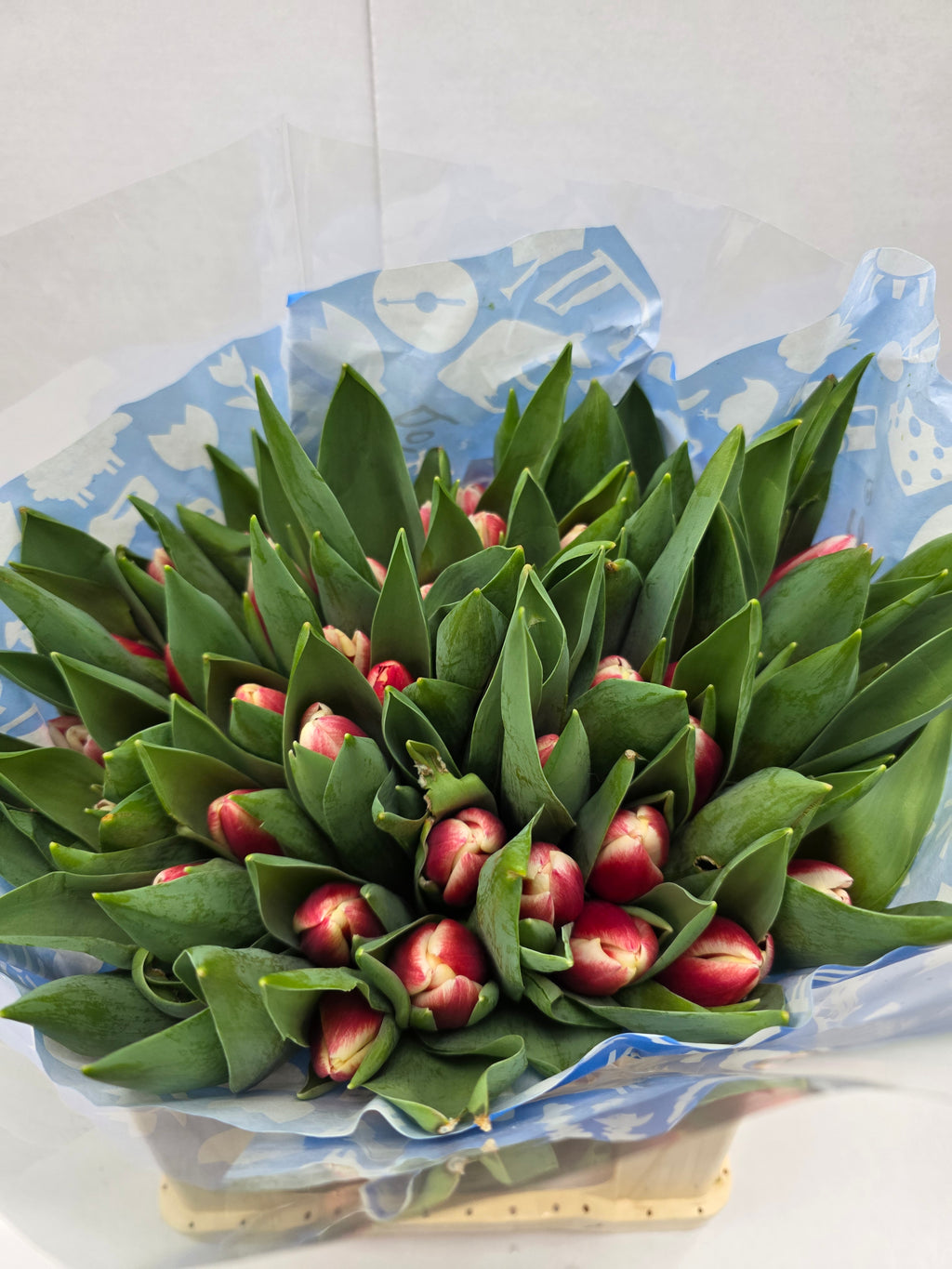 Farm Fresh Tulipa En Timeless( Bunch of 50stems, Length 36cm)