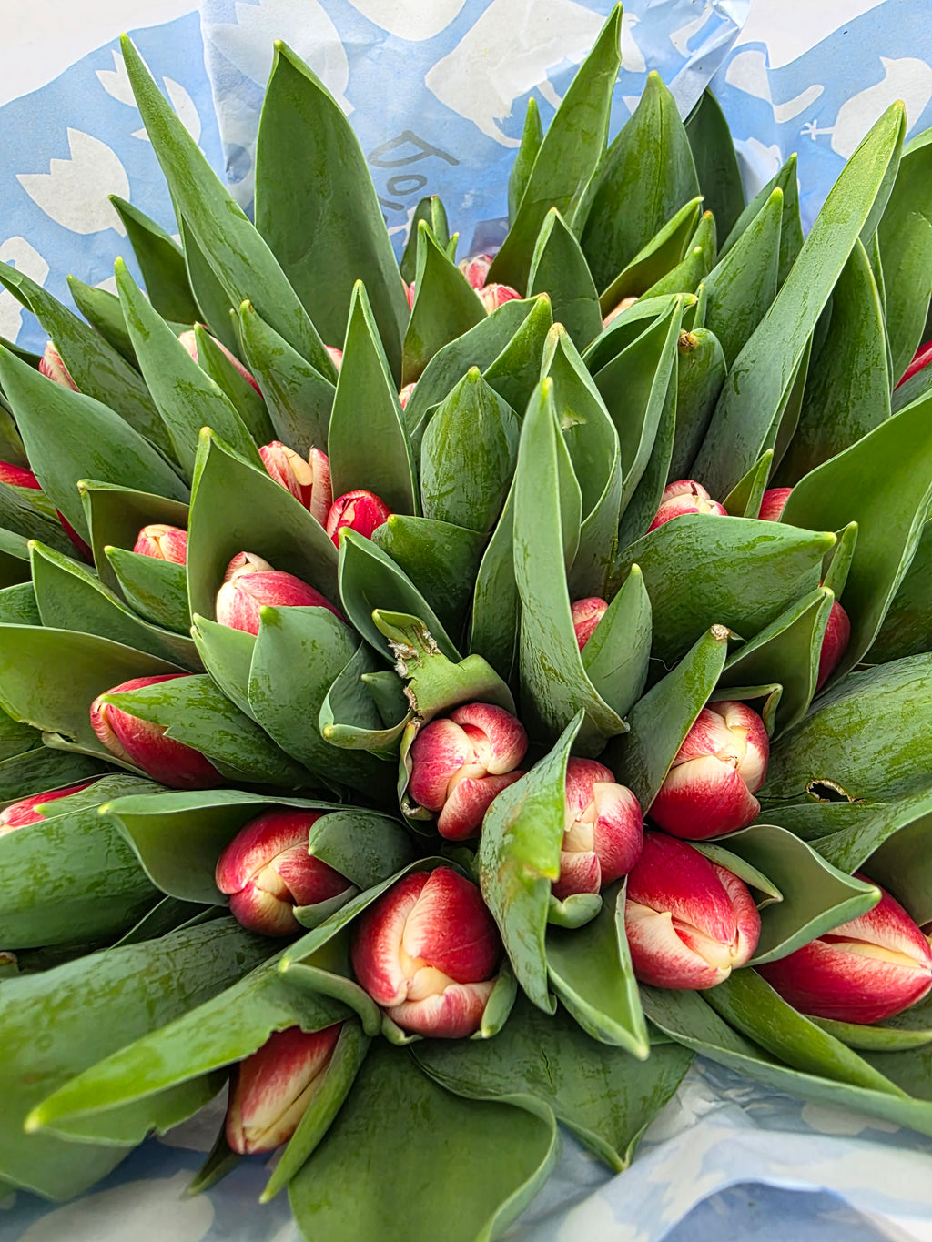 Farm Fresh Tulipa En Timeless( Bunch of 50stems, Length 36cm)