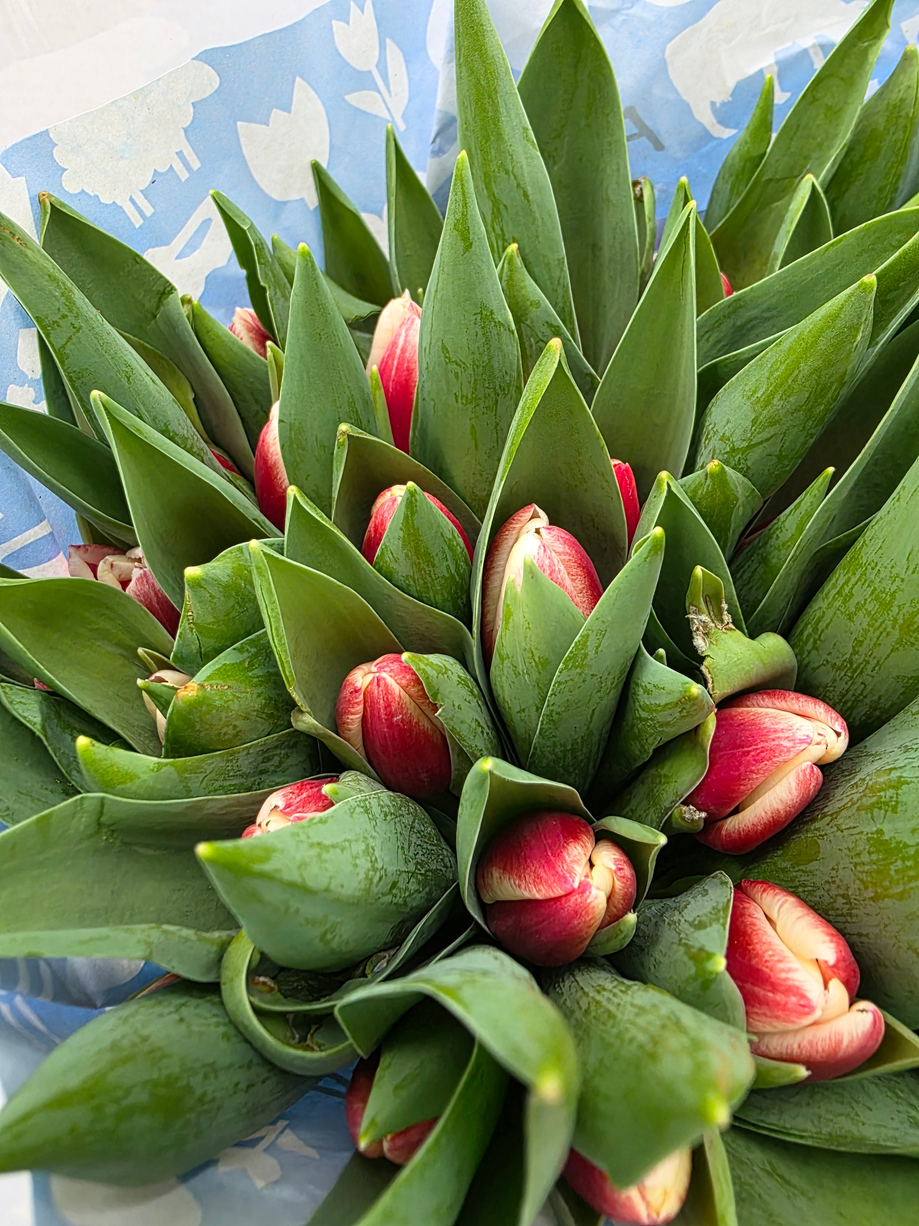 Farm Fresh Tulipa En Timeless( Bunch of 50stems, Length 36cm)