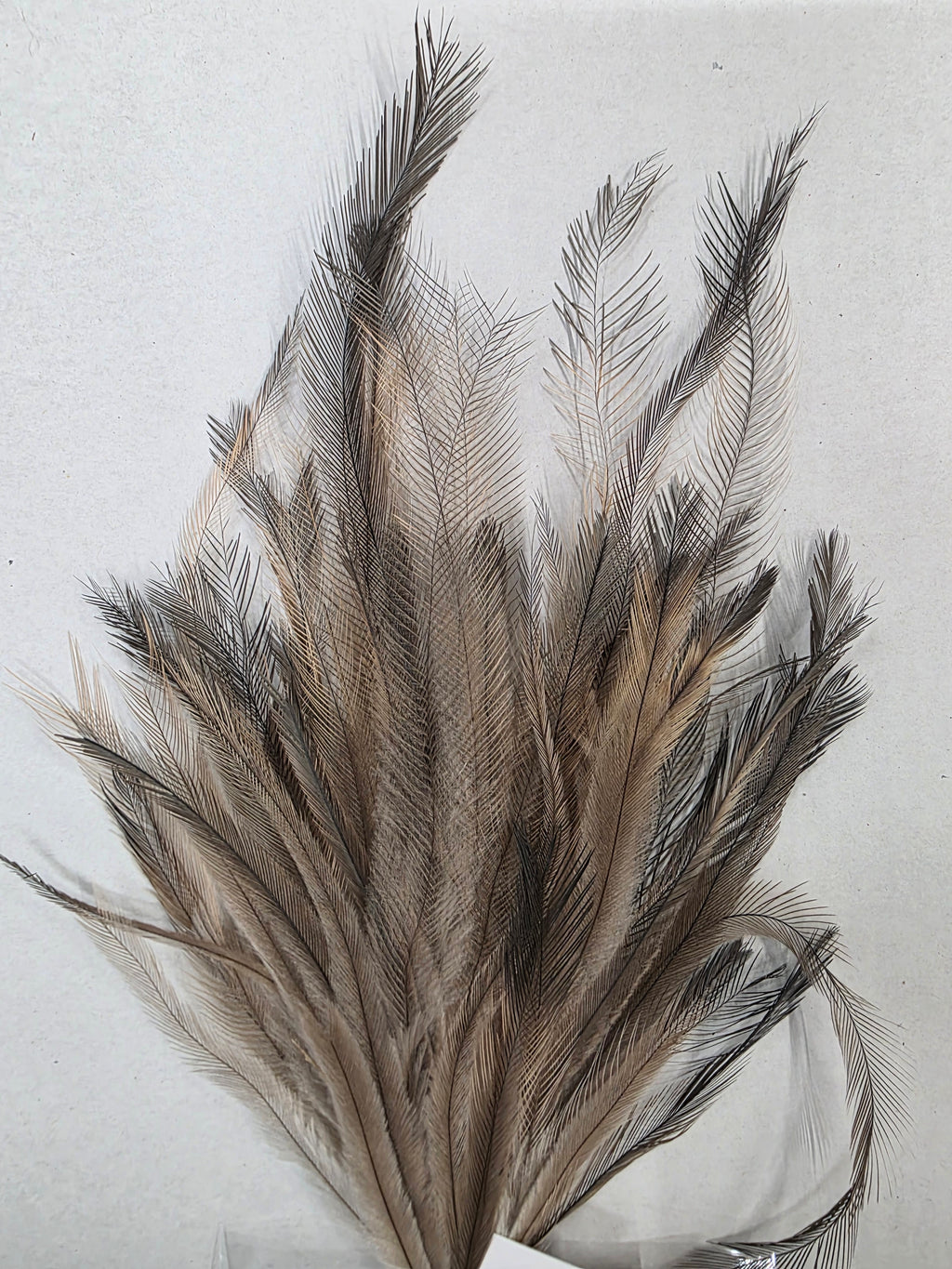 Feather Stem Hen Fontain 60x18cm (PACK OF 4)