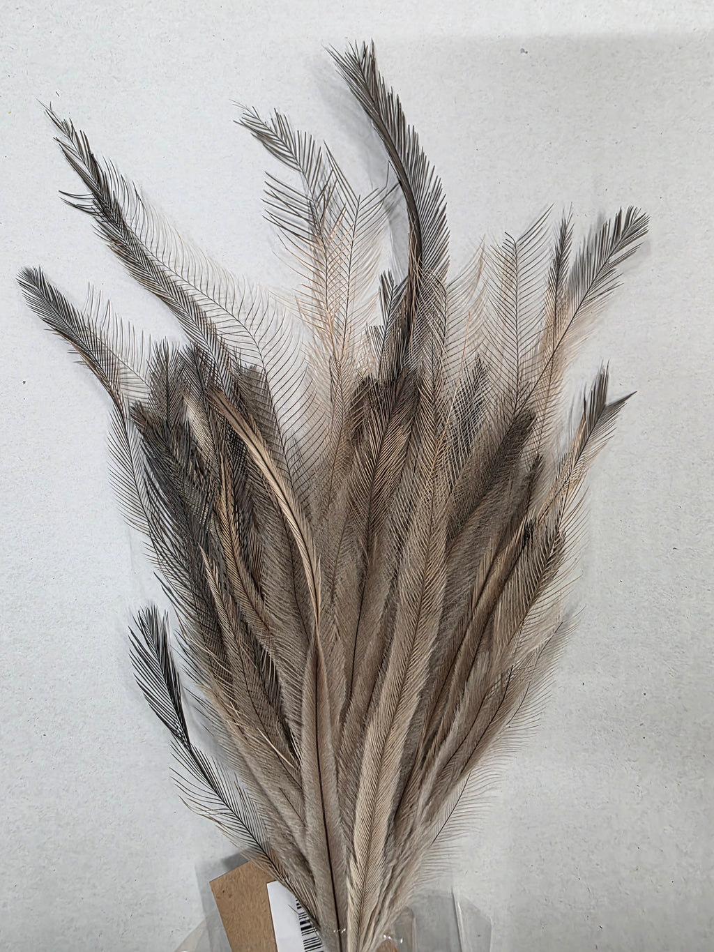 Feather Stem Hen Fontain 60x18cm (PACK OF 4)