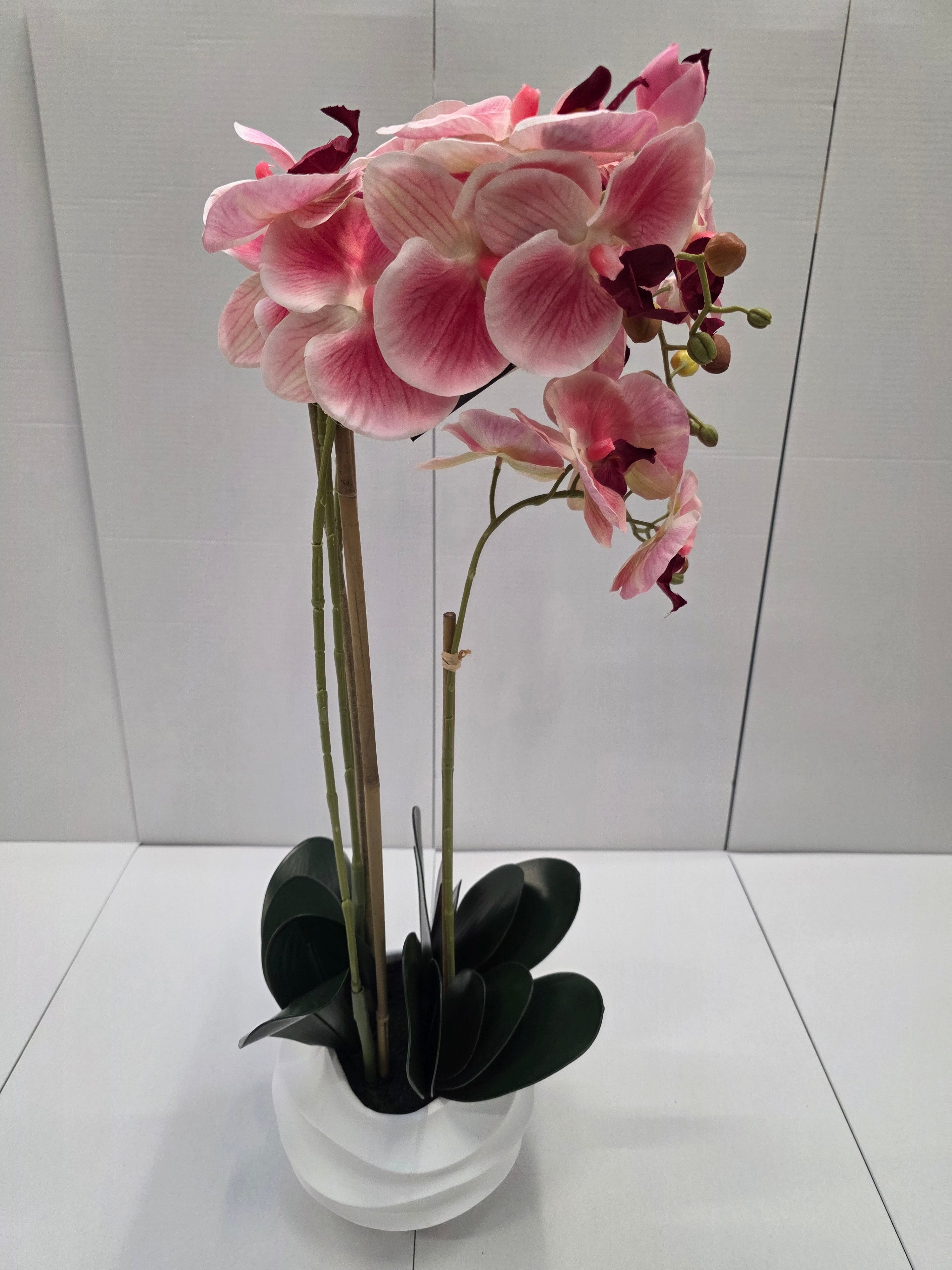 Phalaenopsis In Pot Pink 40x34x82cm