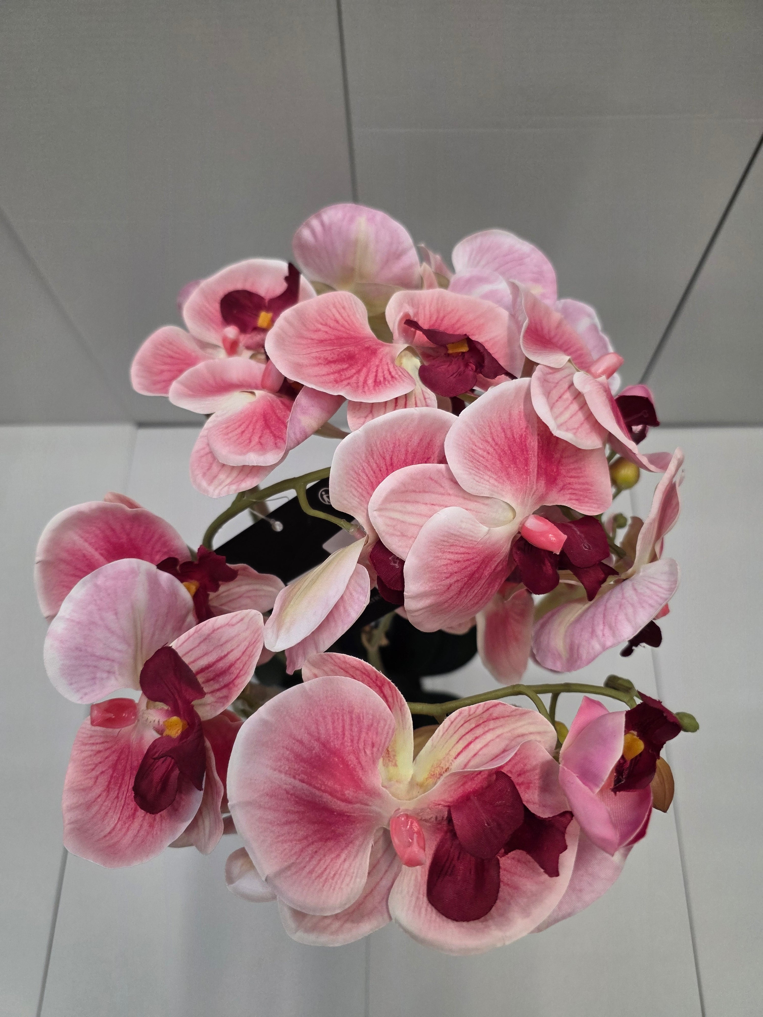 Phalaenopsis In Pot Pink 40x34x82cm