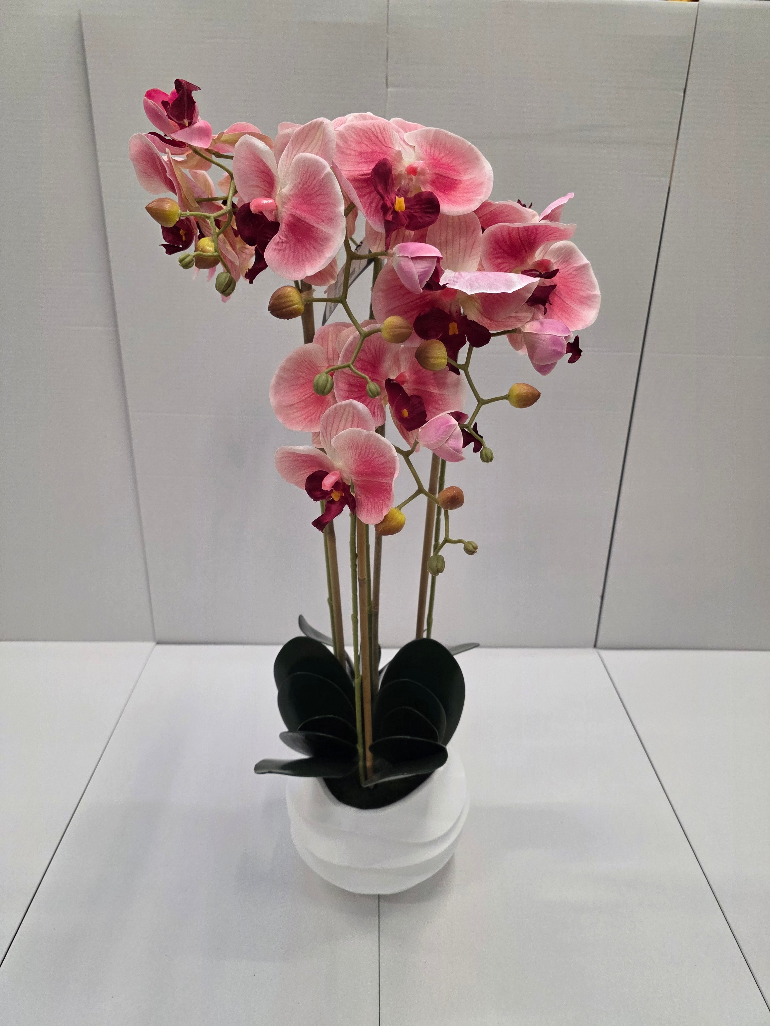 Phalaenopsis In Pot Pink 40x34x82cm