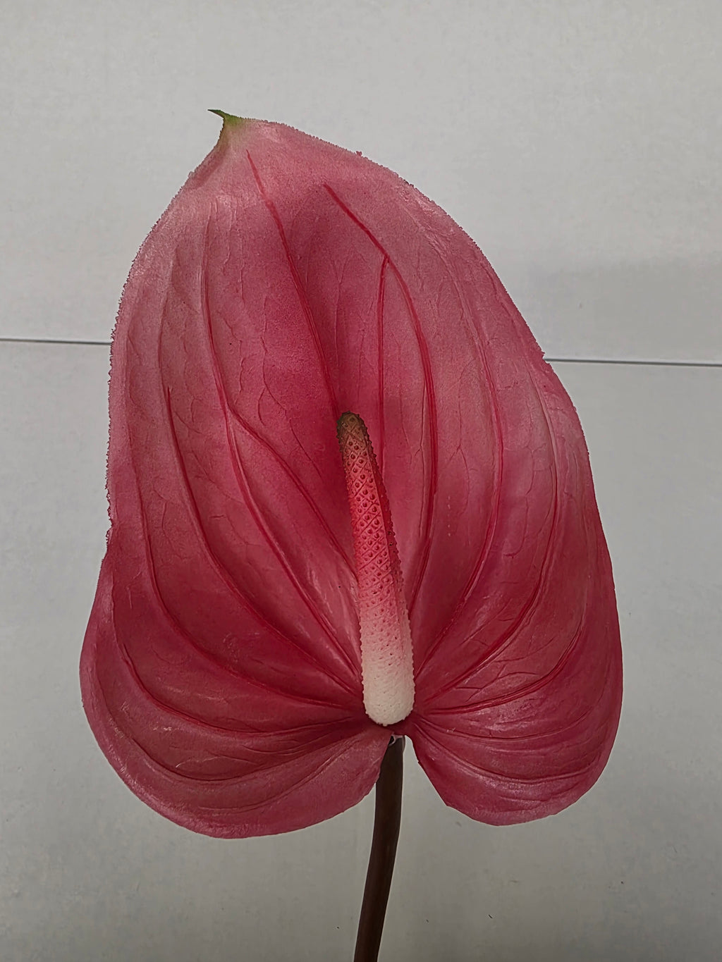 Artificial Anthurium Dark Pink Real Touch 76cm (PACK OF 2)