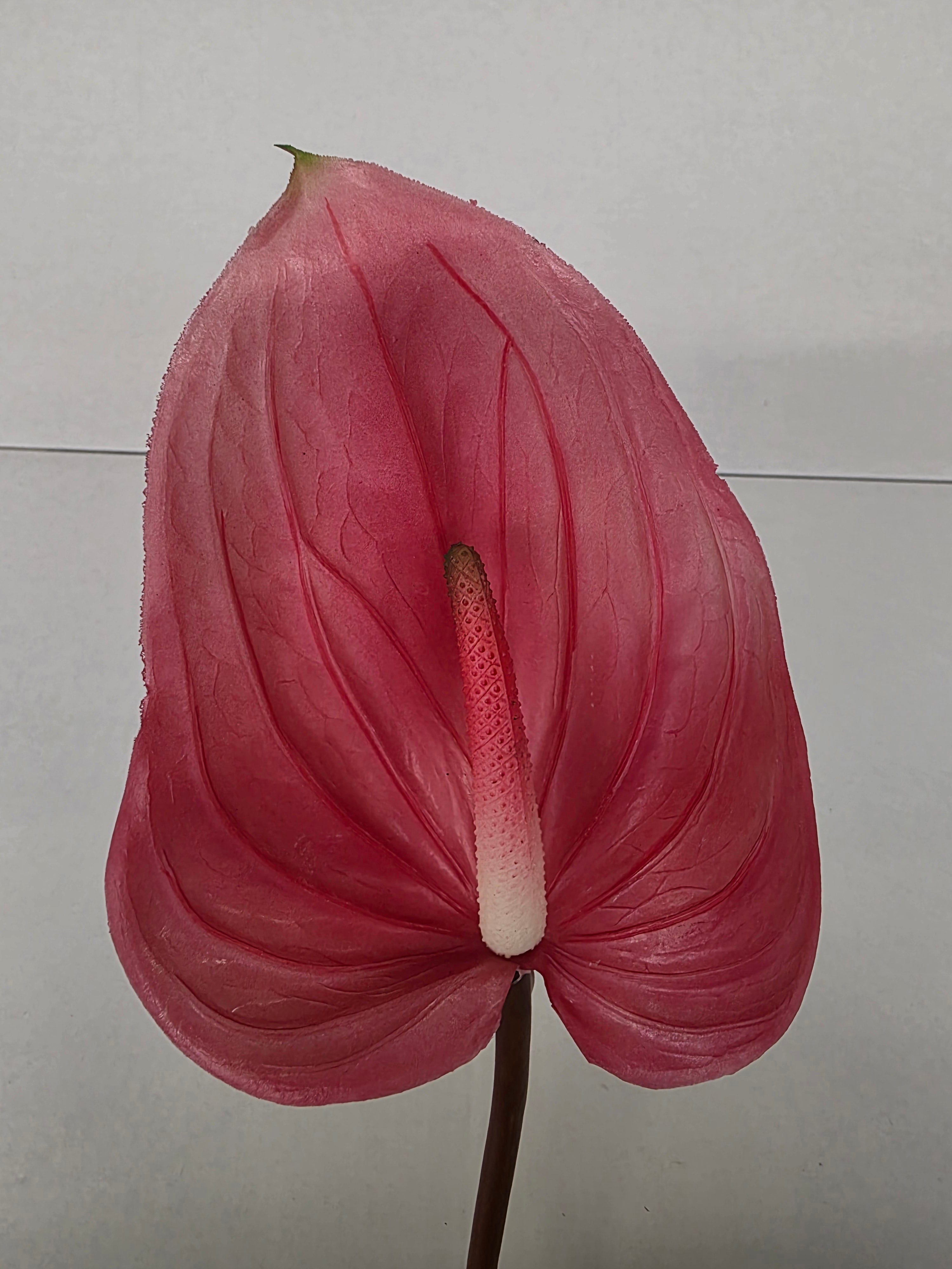 Artificial Anthurium Dark Pink Real Touch 76cm (PACK OF 2)