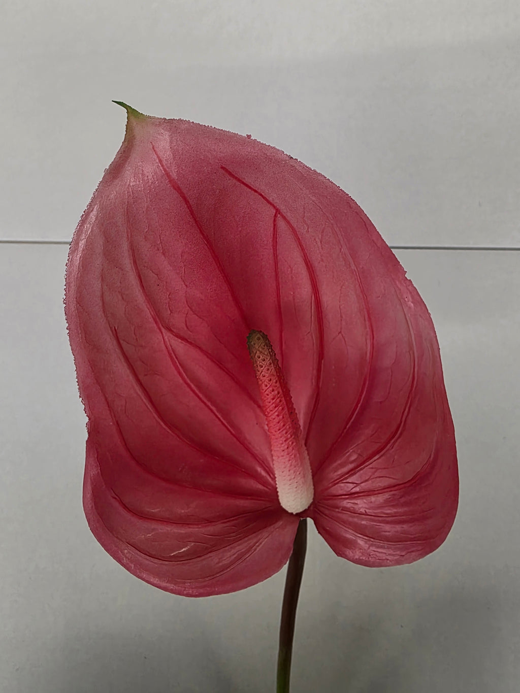 Artificial Anthurium Dark Pink Real Touch 76cm (PACK OF 2)